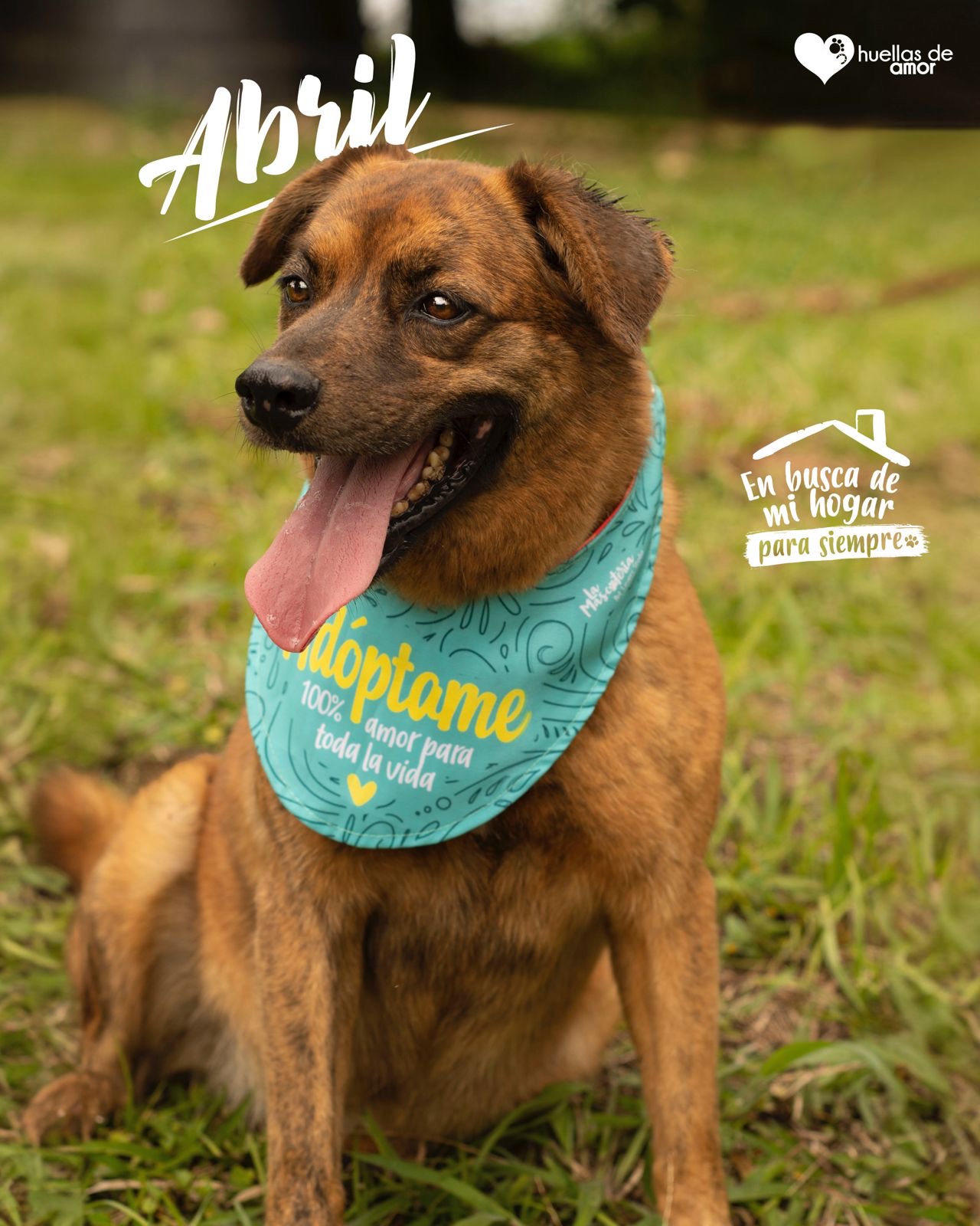 Abril - Asociación Huellas De Amor Eje Cafetero