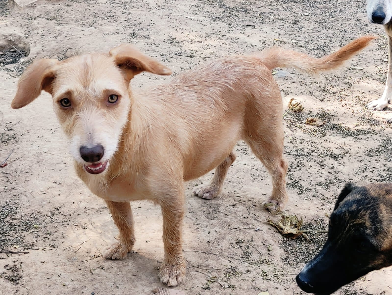 Miel - Fundación Amor D4 Patas