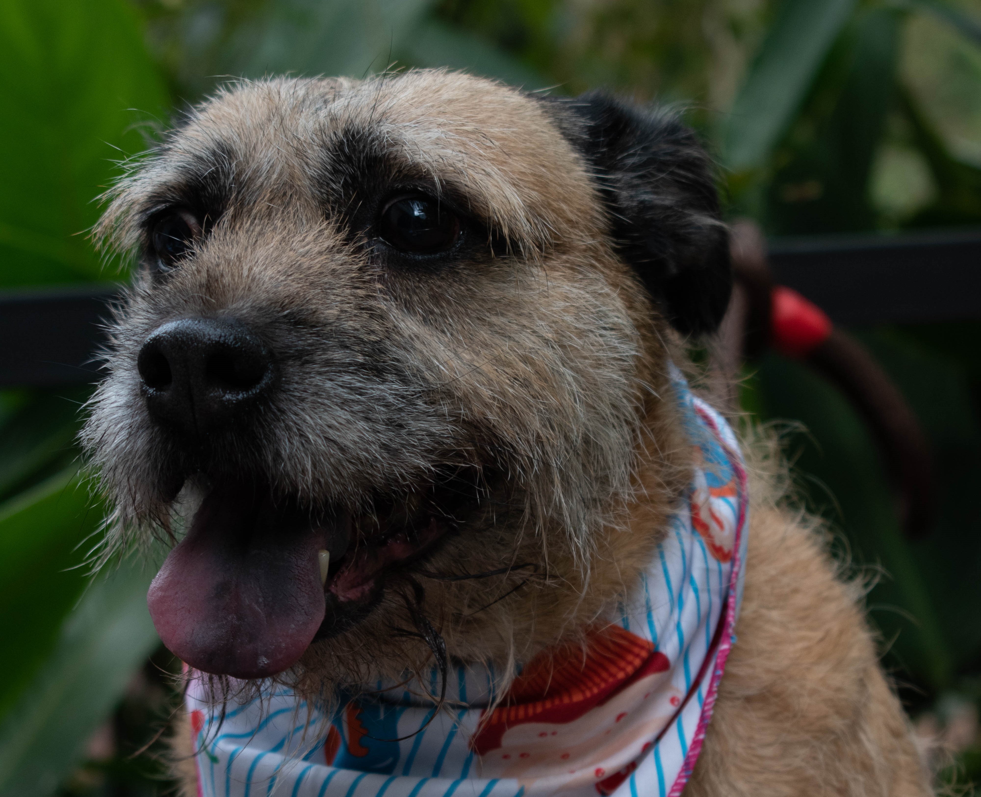 Mila - Fundación Hogar de Alicia 