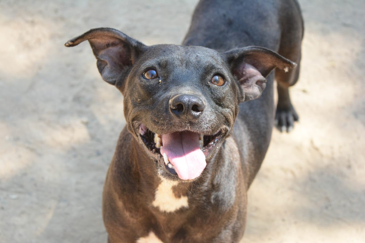 Kiara - Fundación Amor D4 Patas