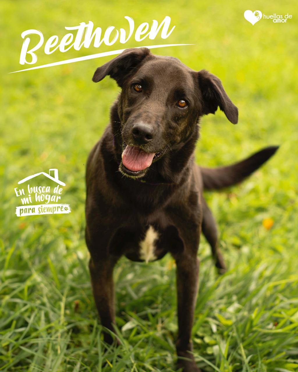 Beethoven - Asociación Huellas De Amor Eje Cafetero