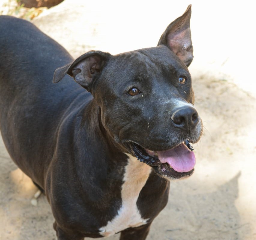 Paloma - Fundación Amor D4 Patas