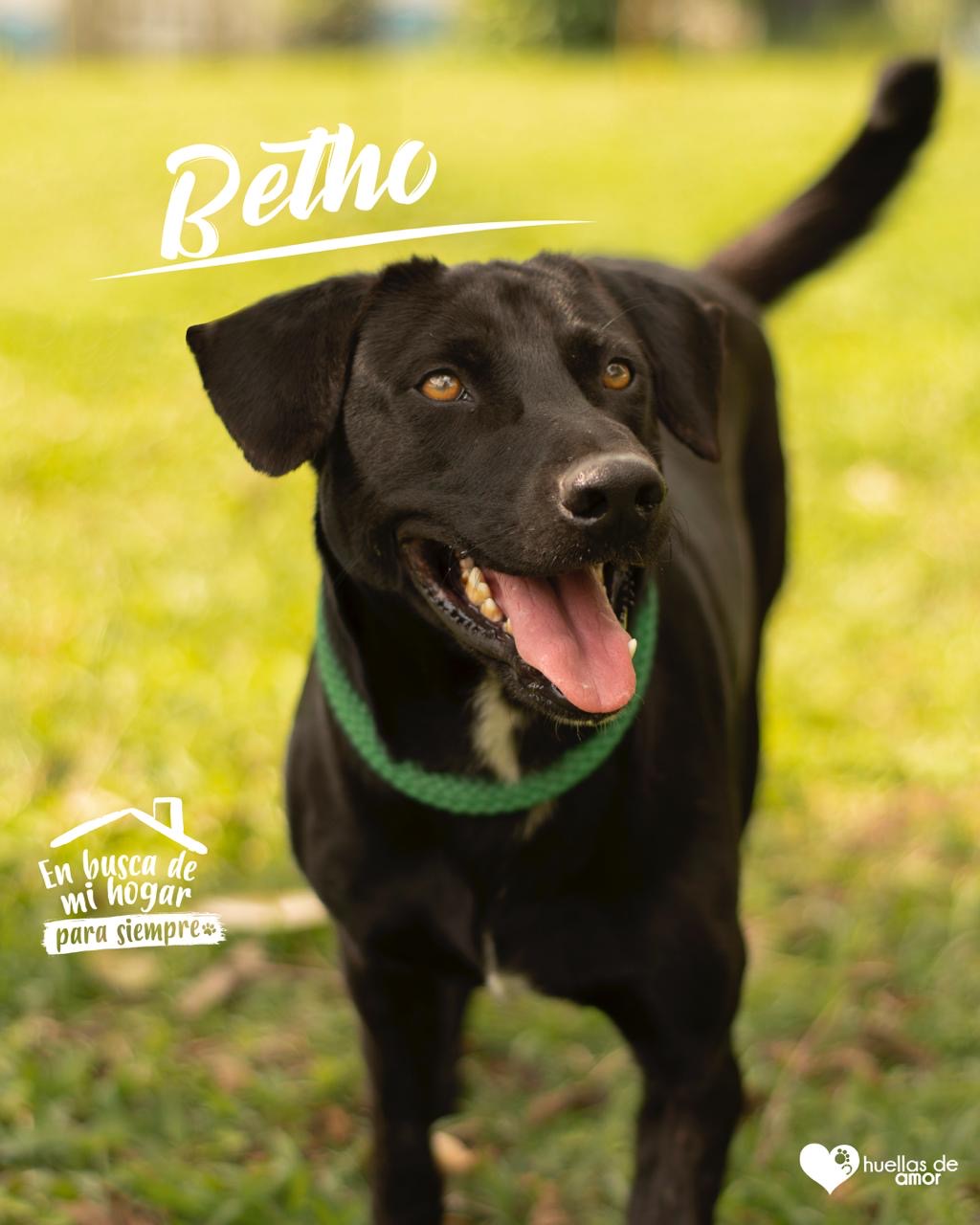 Betho - Asociación Huellas De Amor Eje Cafetero