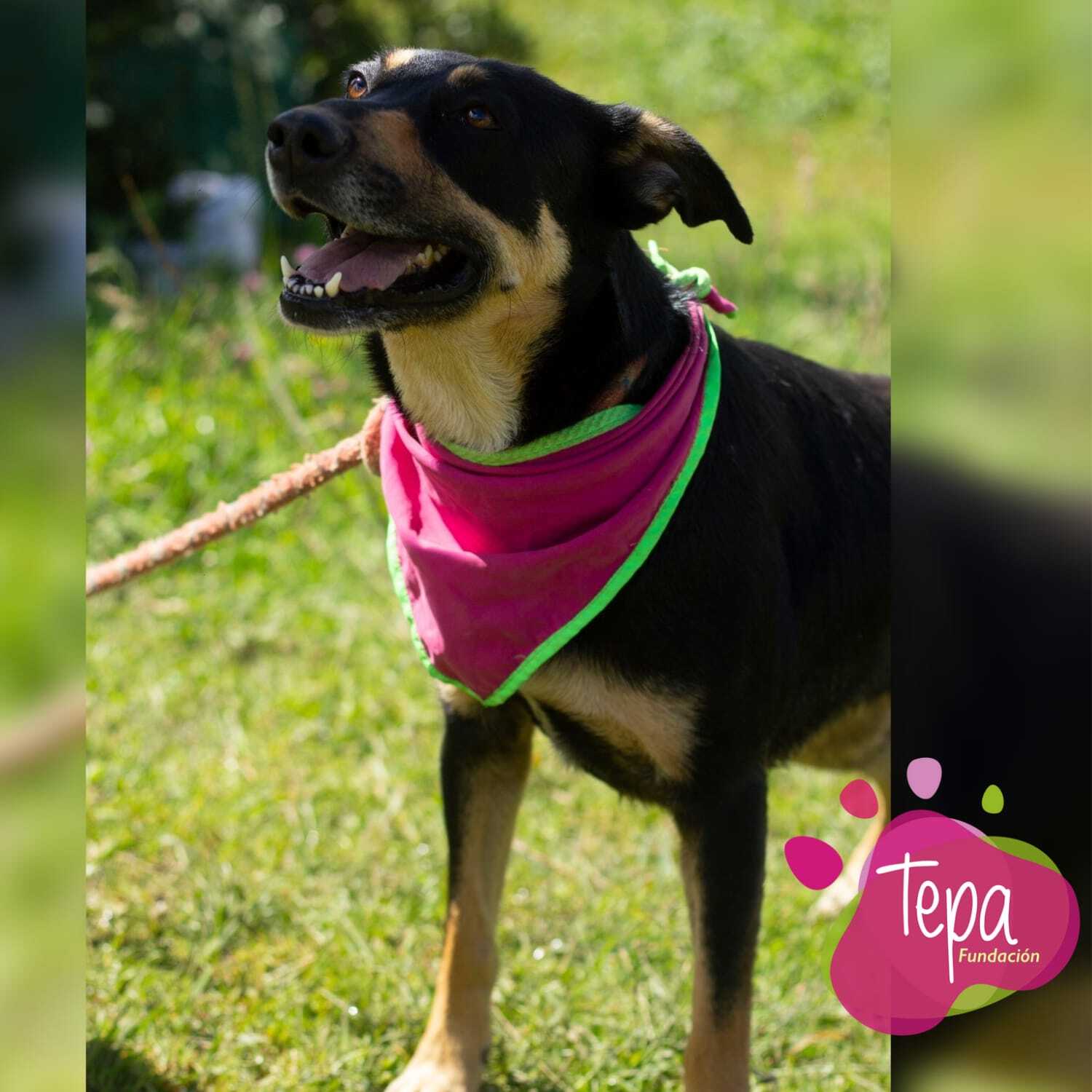 Chalis - Fundación Tepa