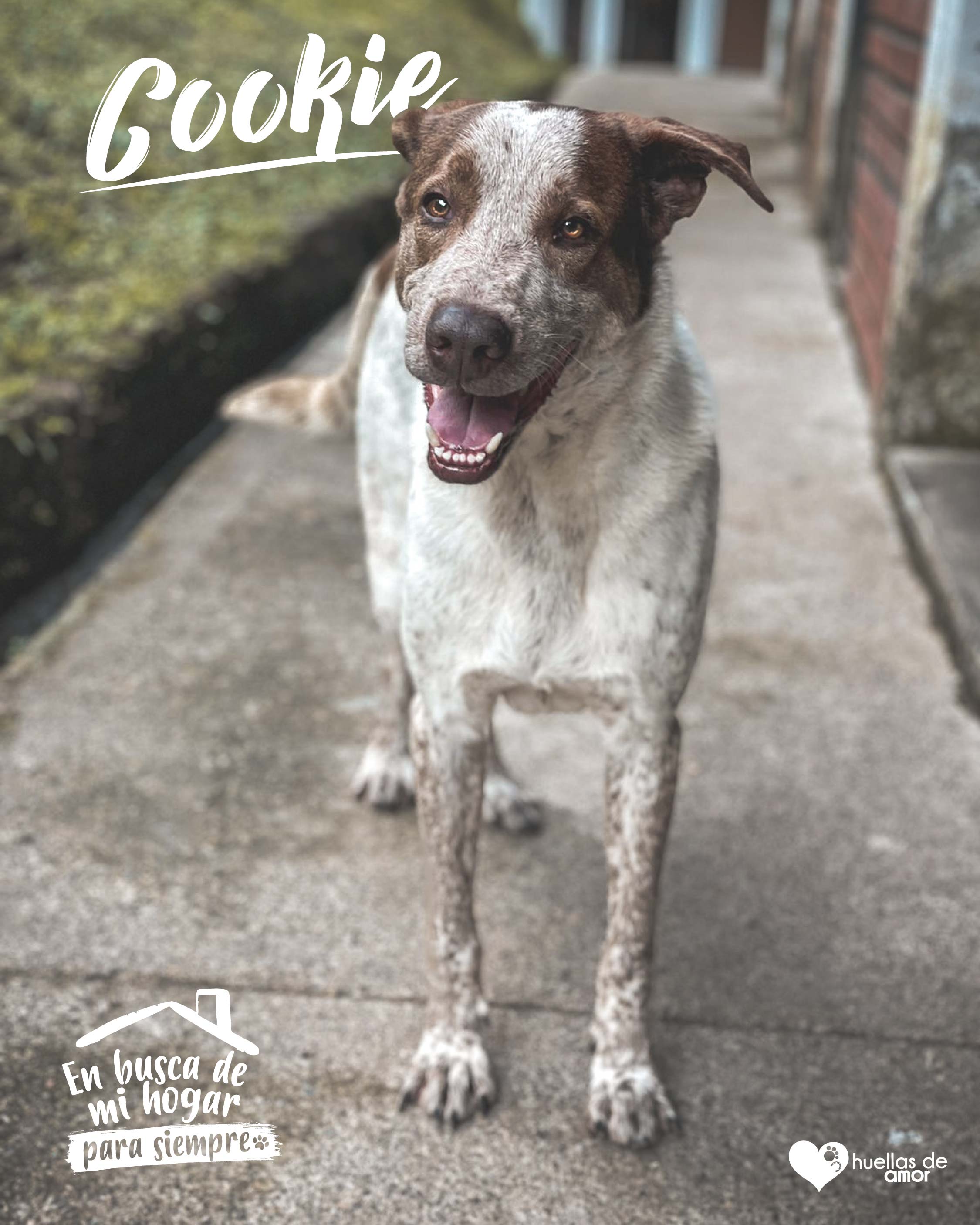 Cookie - Asociación Huellas De Amor Eje Cafetero