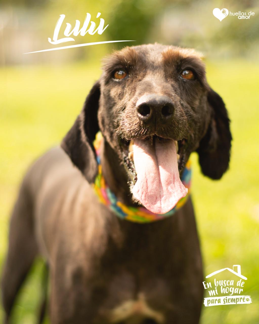 Lulú - Asociación Huellas De Amor Eje Cafetero