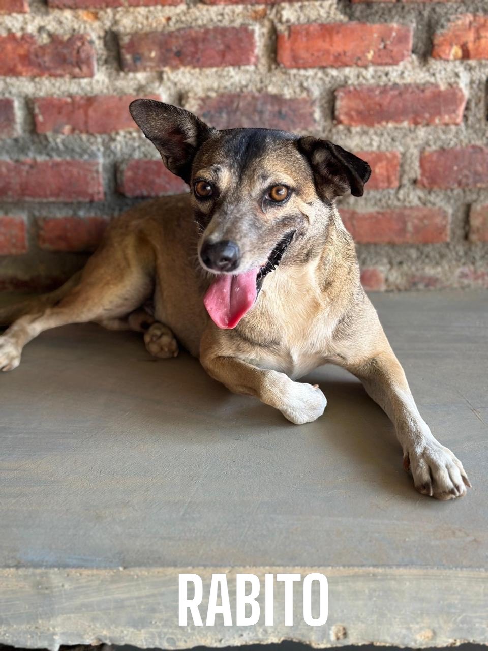 Rabito - Fundación Love Paws Colombia