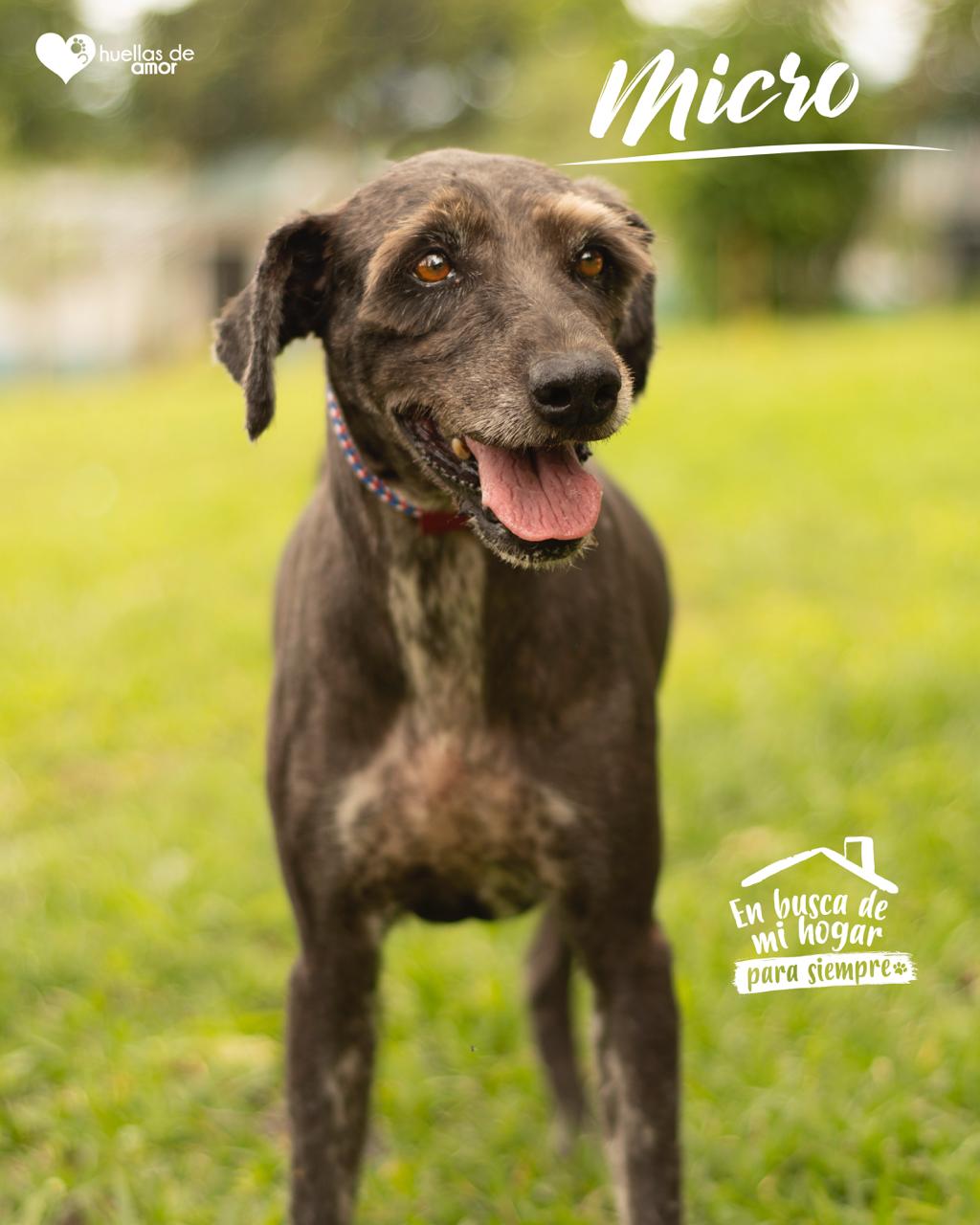 Micro - Asociación Huellas De Amor Eje Cafetero