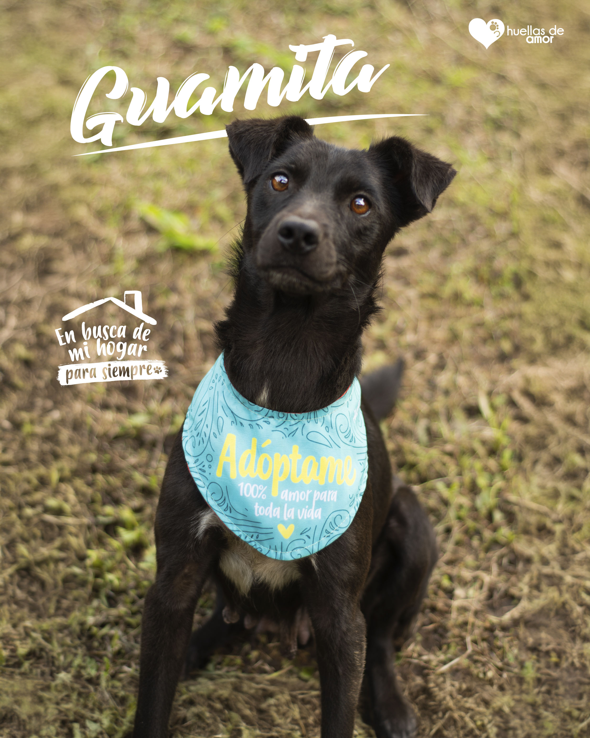 Guamita - Asociación Huellas De Amor Eje Cafetero