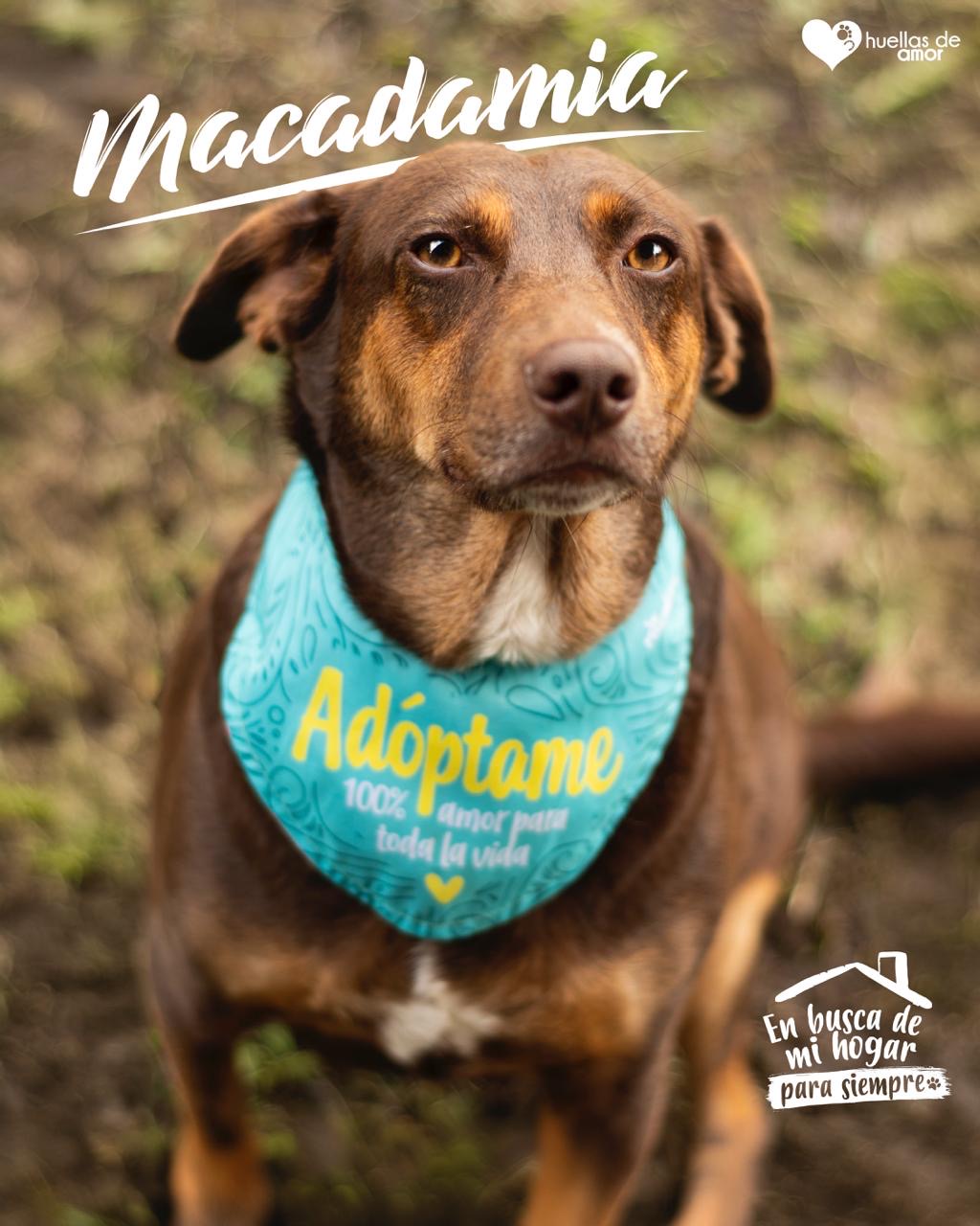 Macadamia - Asociación Huellas De Amor Eje Cafetero