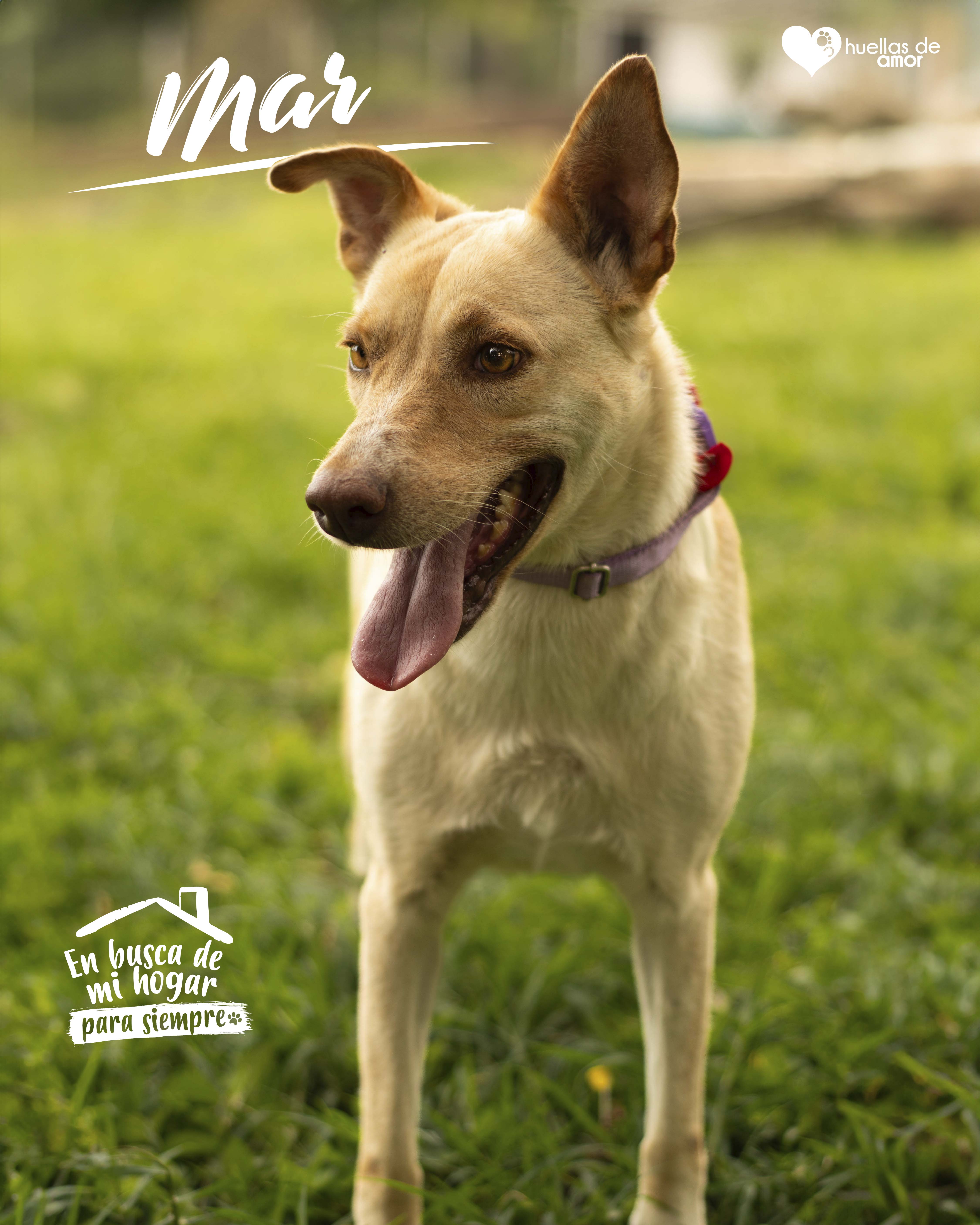 Mar - Asociación Huellas De Amor Eje Cafetero