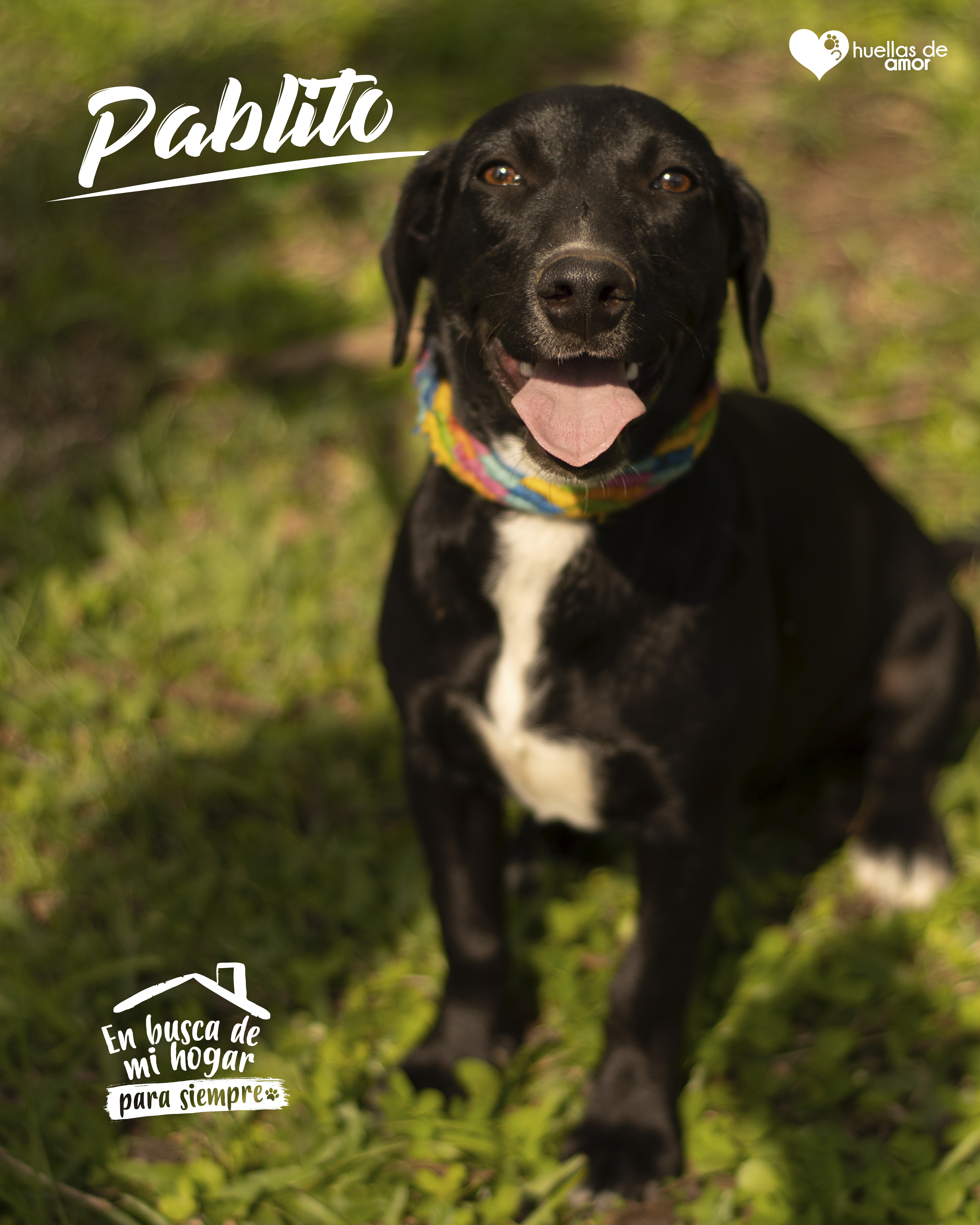 Pablito - Asociación Huellas De Amor Eje Cafetero