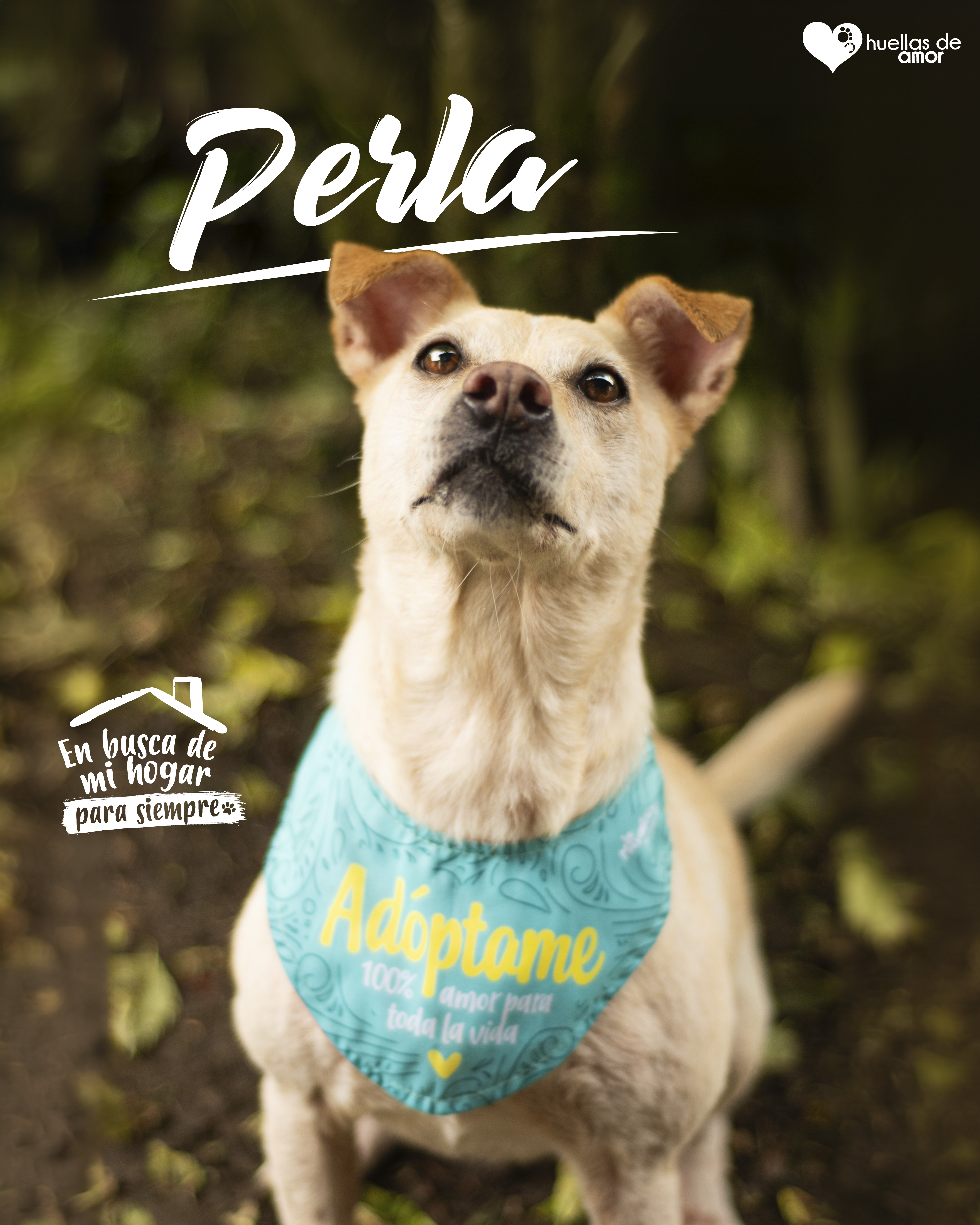 Perla - Asociación Huellas De Amor Eje Cafetero