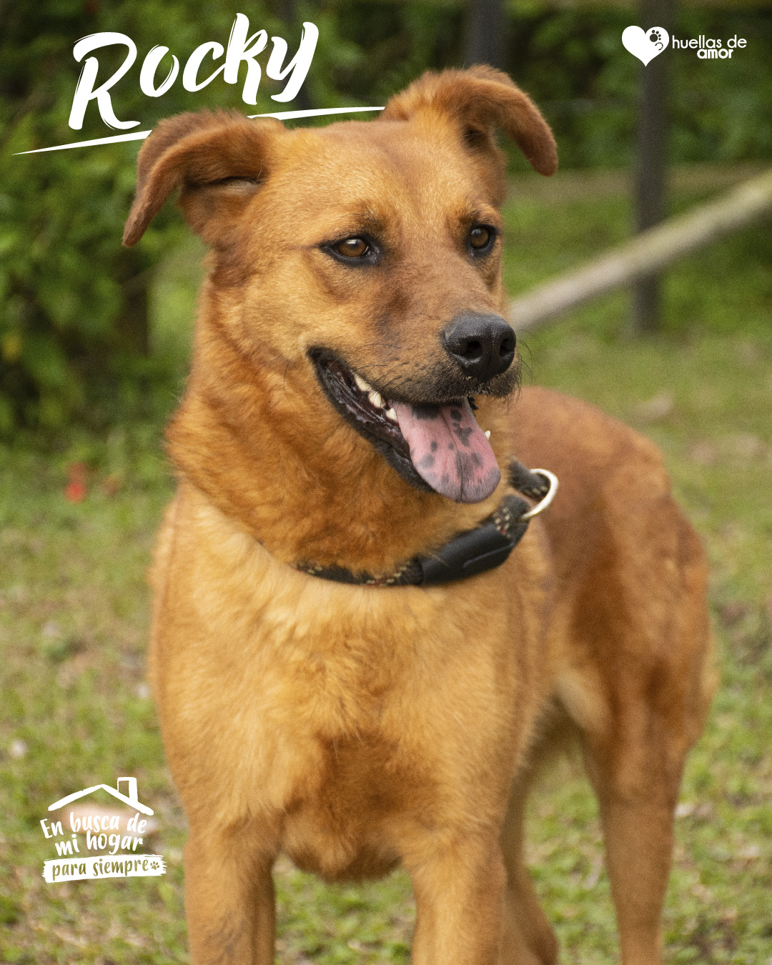 Rocky - Asociación Huellas De Amor Eje Cafetero