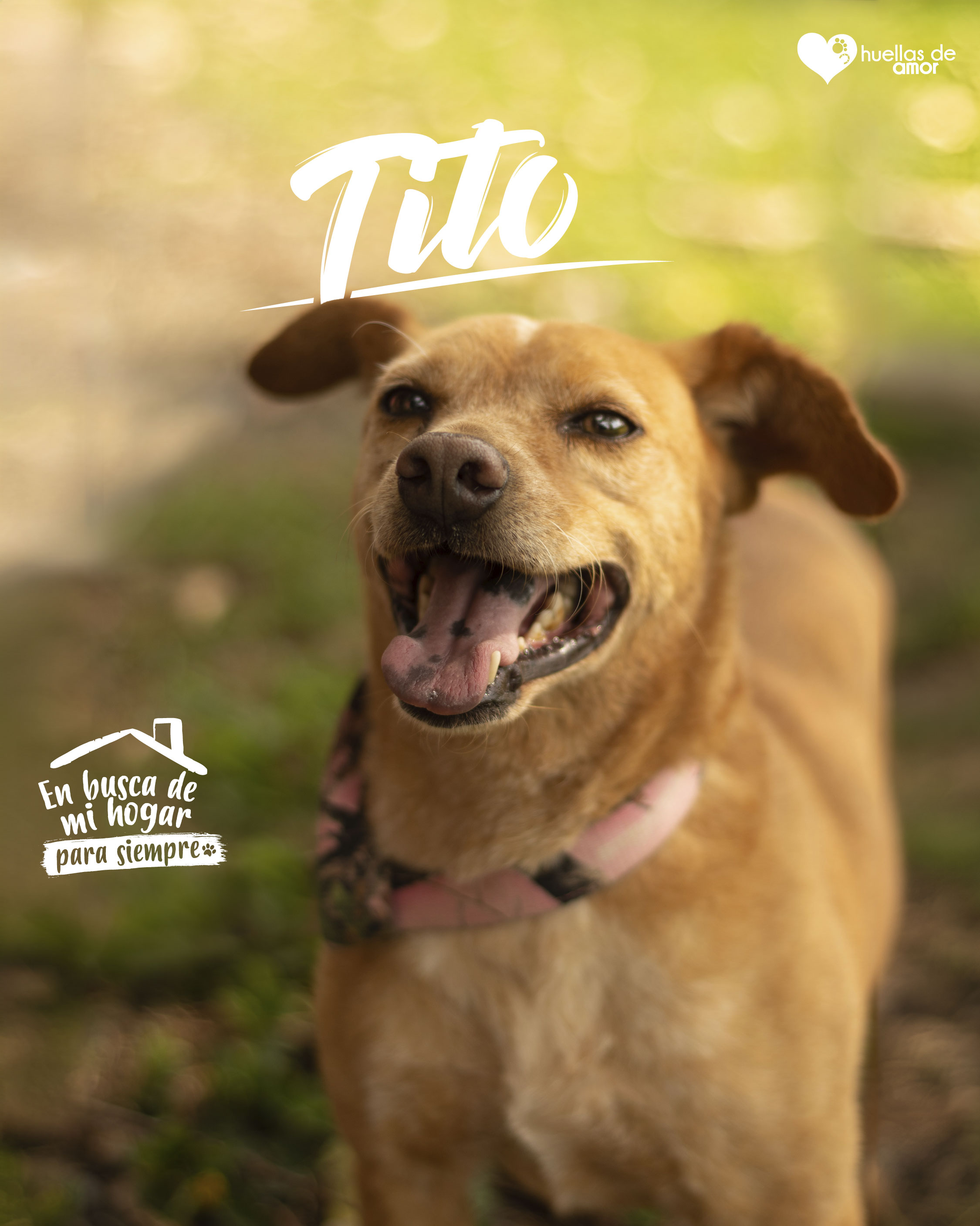 Tito - Asociación Huellas De Amor Eje Cafetero