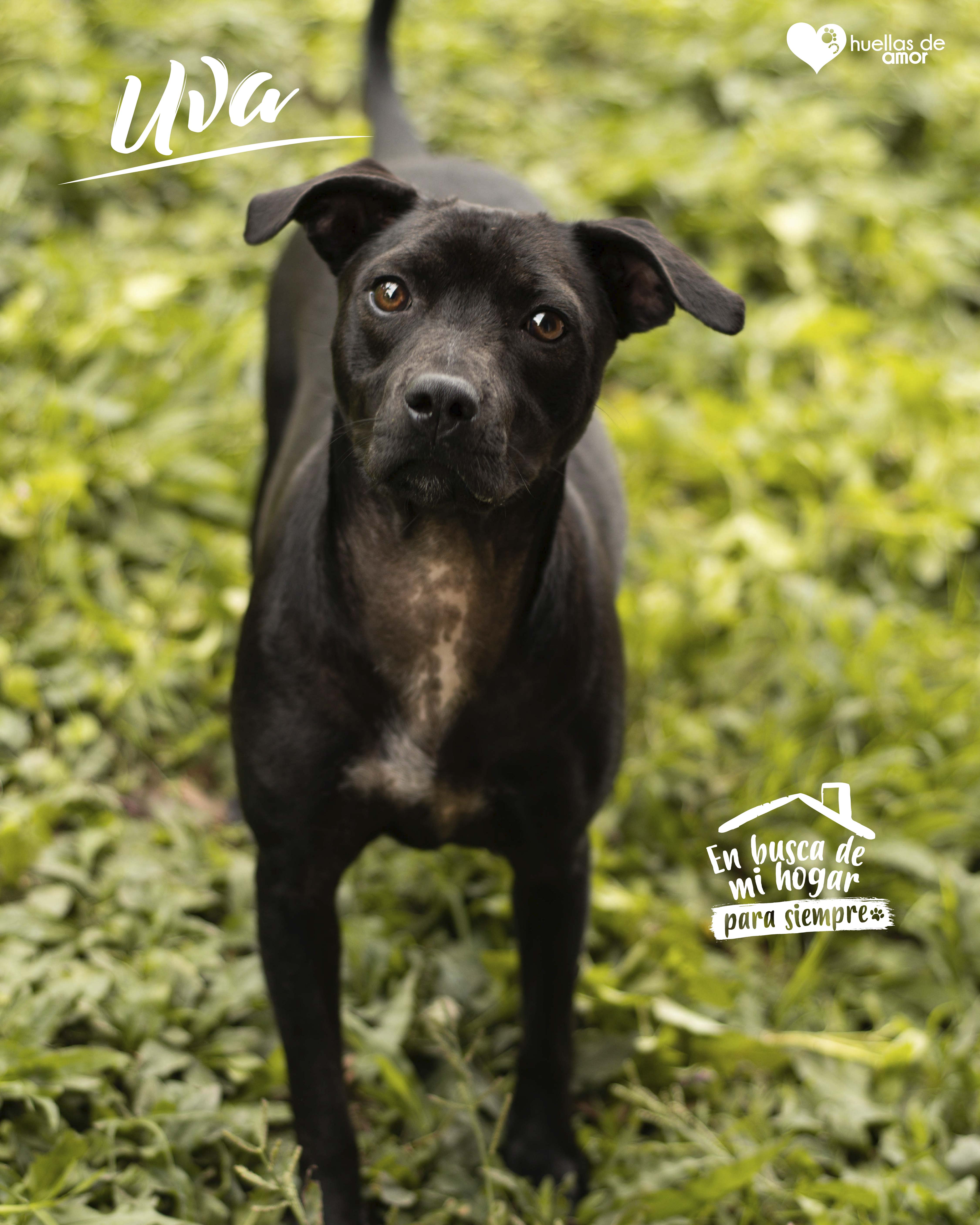 Uva - Asociación Huellas De Amor Eje Cafetero