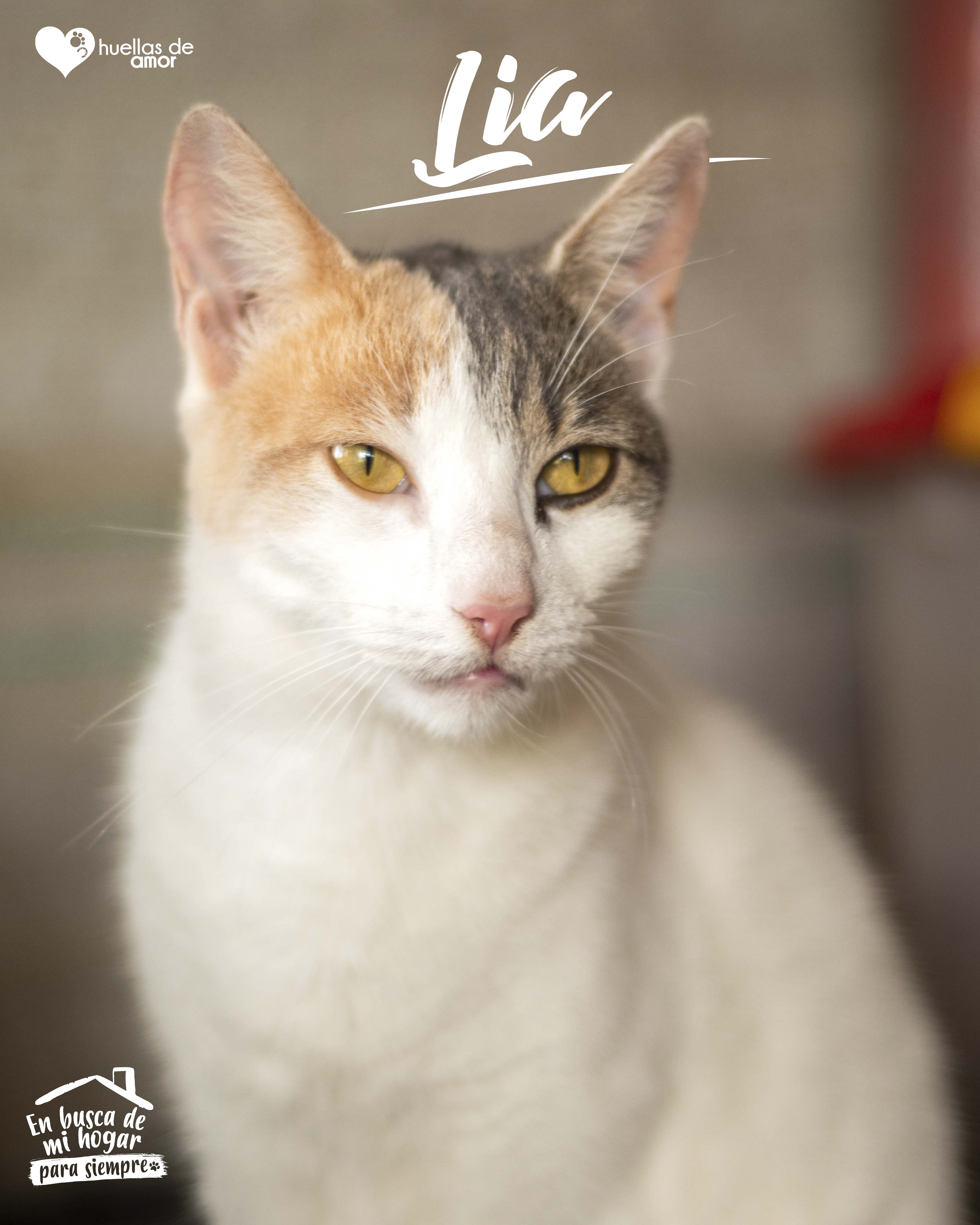 Lia - Asociación Huellas De Amor Eje Cafetero