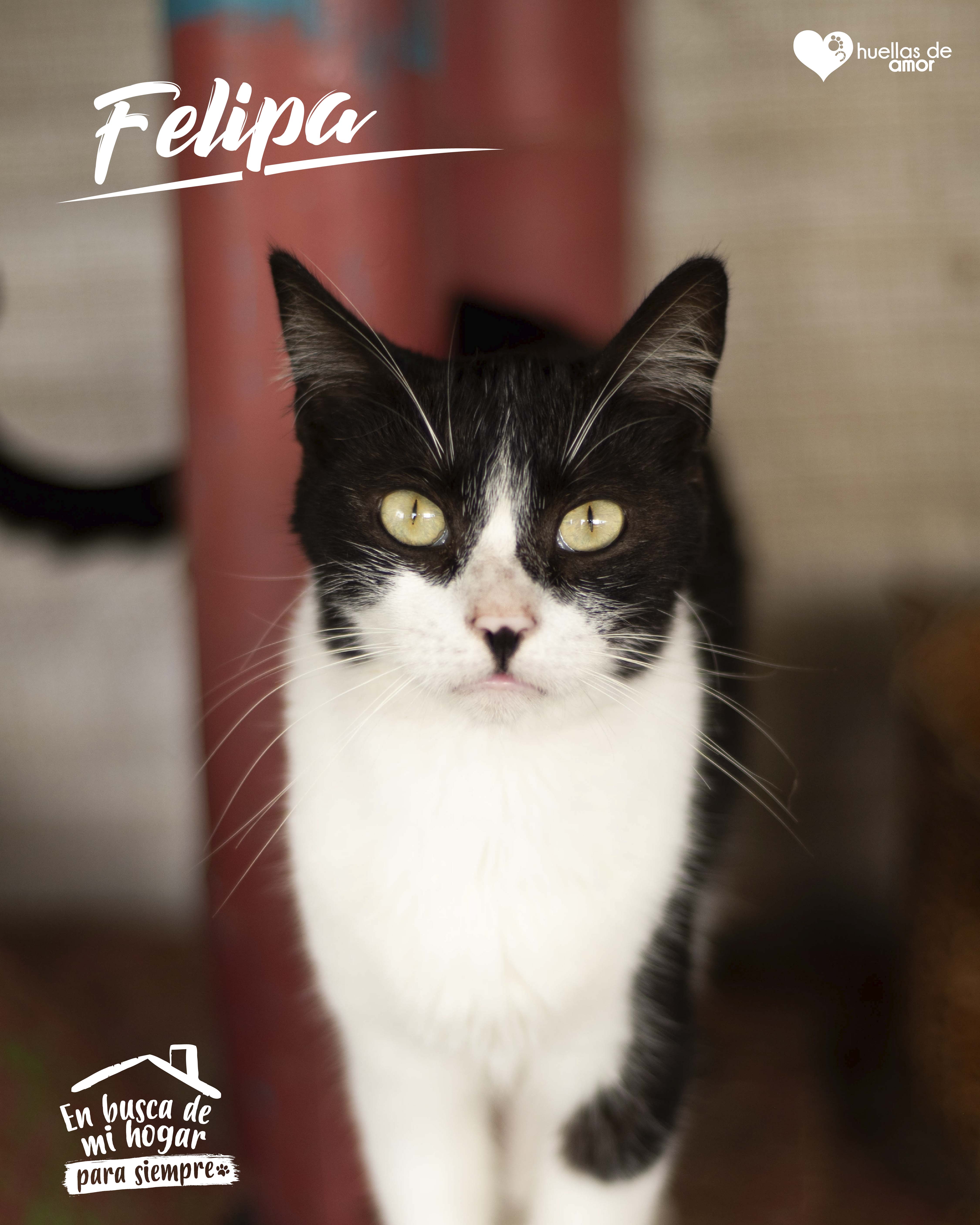 Felipa - Asociación Huellas De Amor Eje Cafetero