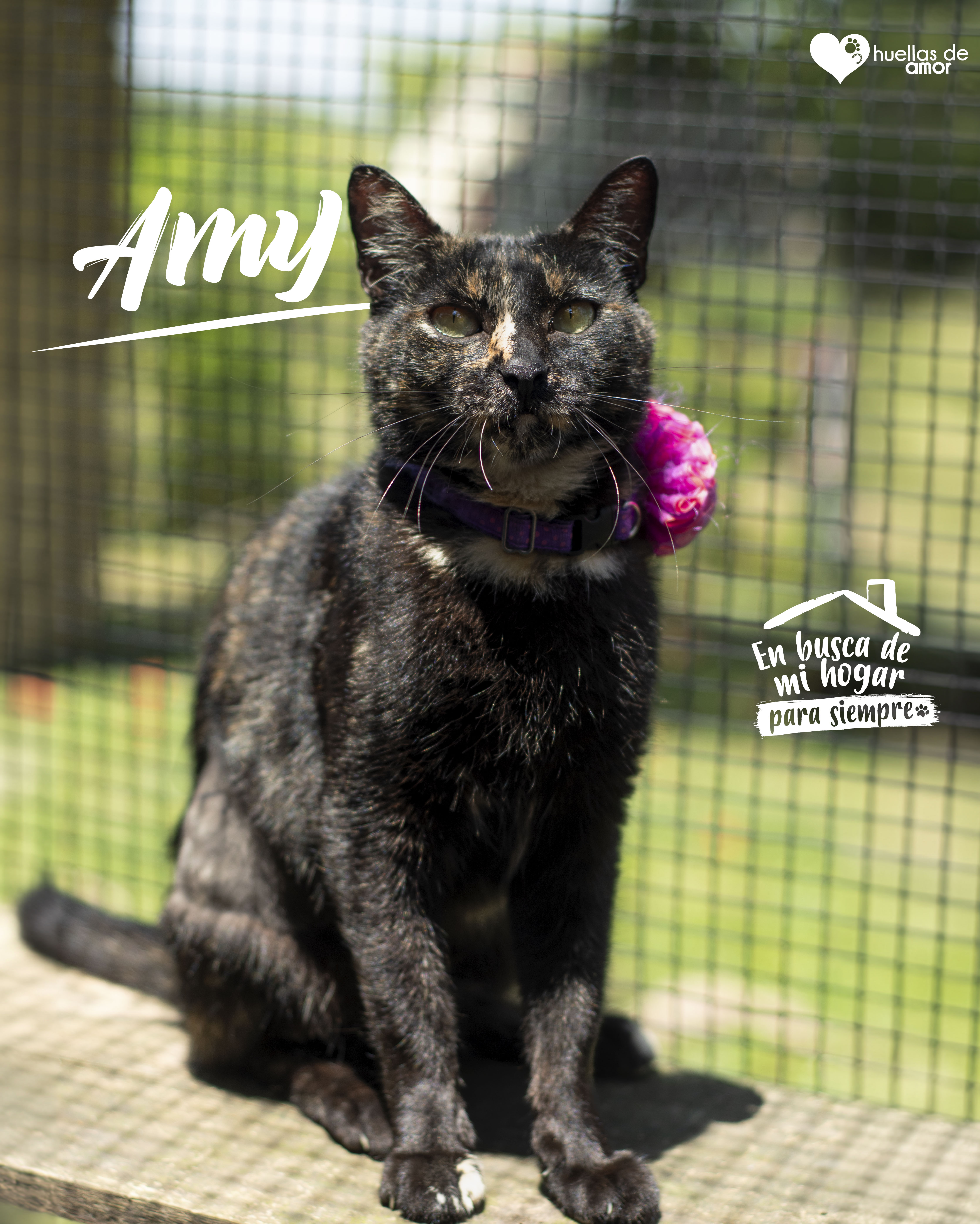 Amy - Asociación Huellas De Amor Eje Cafetero