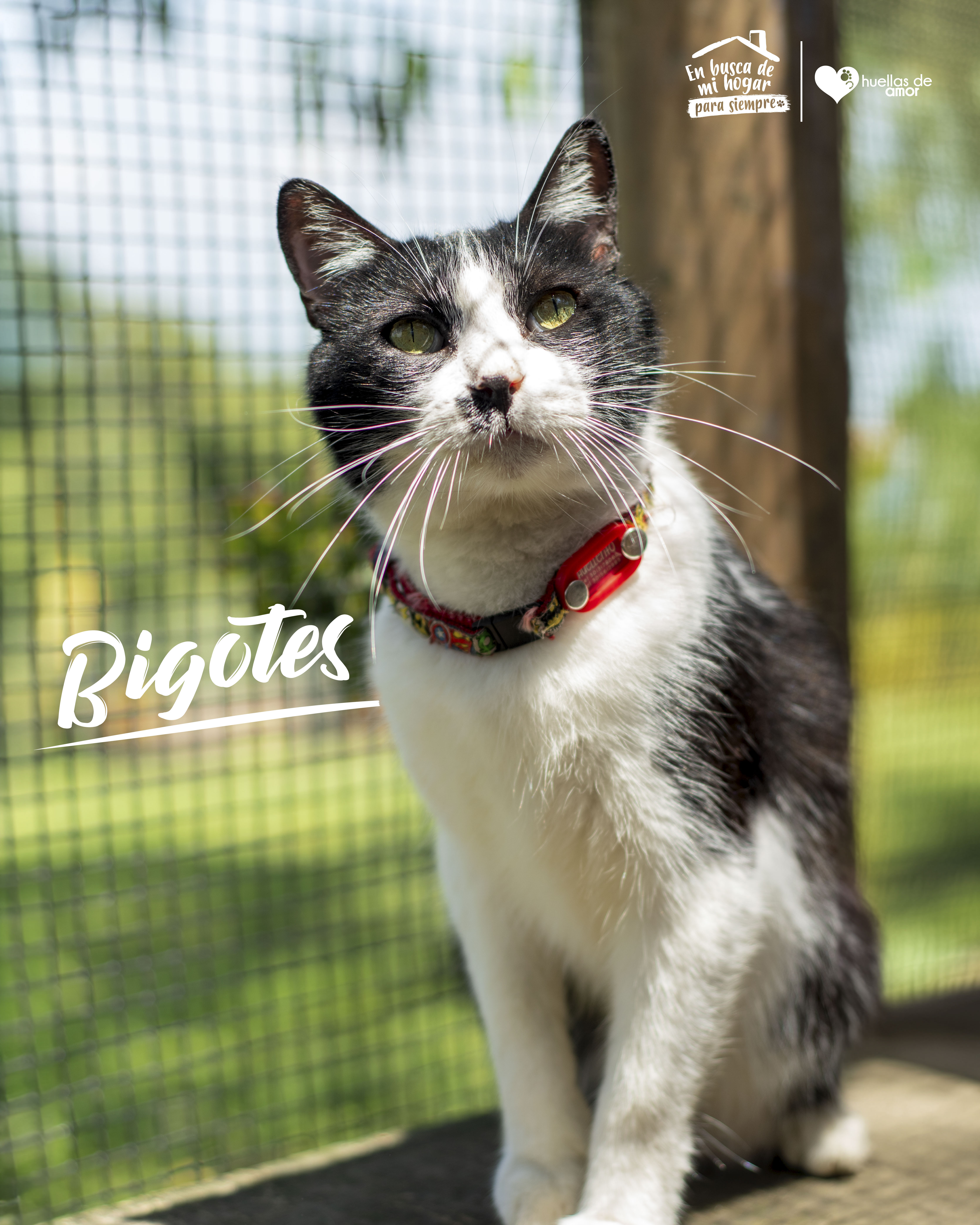 Bigotes - Asociación Huellas De Amor Eje Cafetero