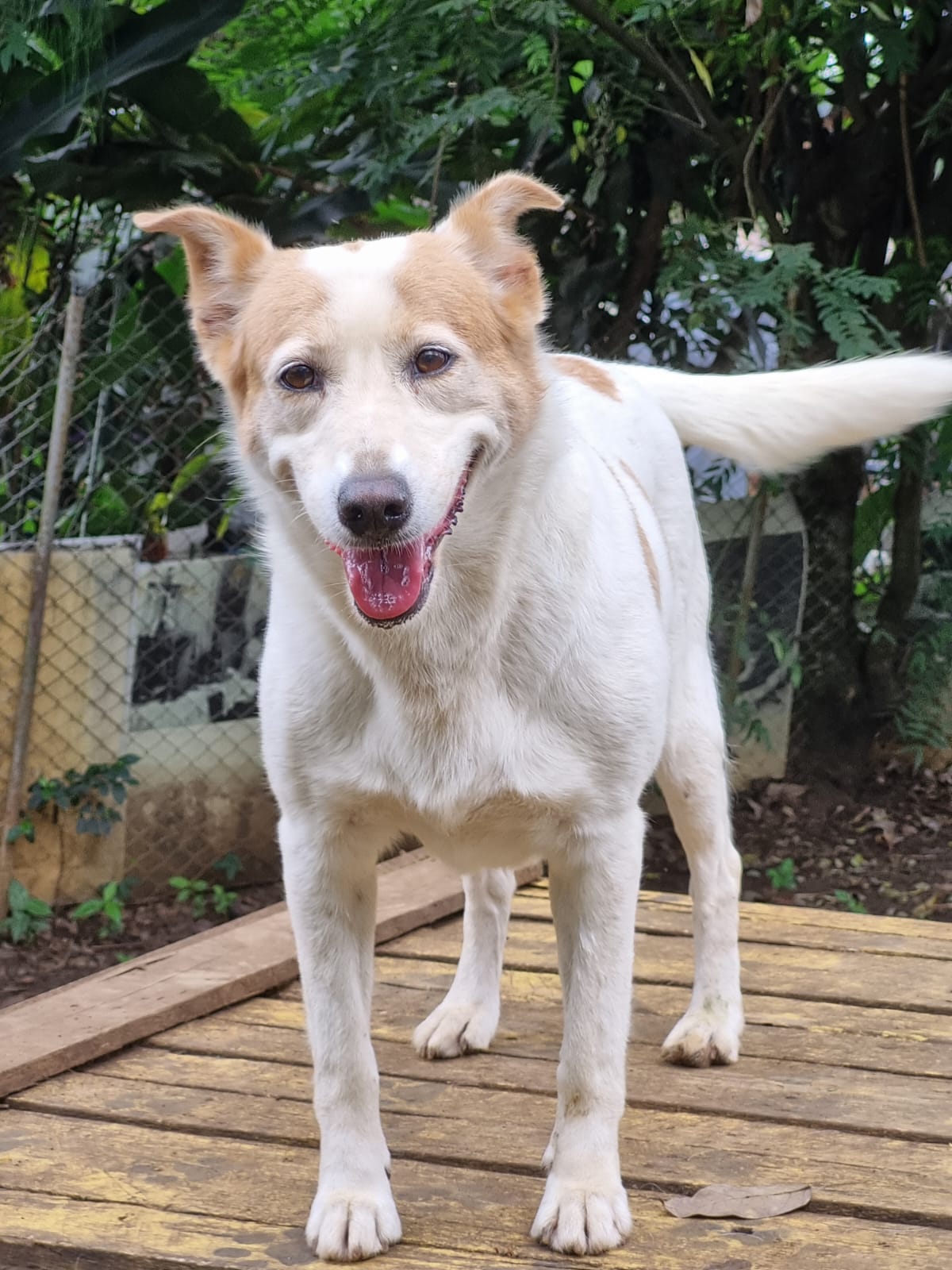 Abby - Fundación Paraíso de la Mascota