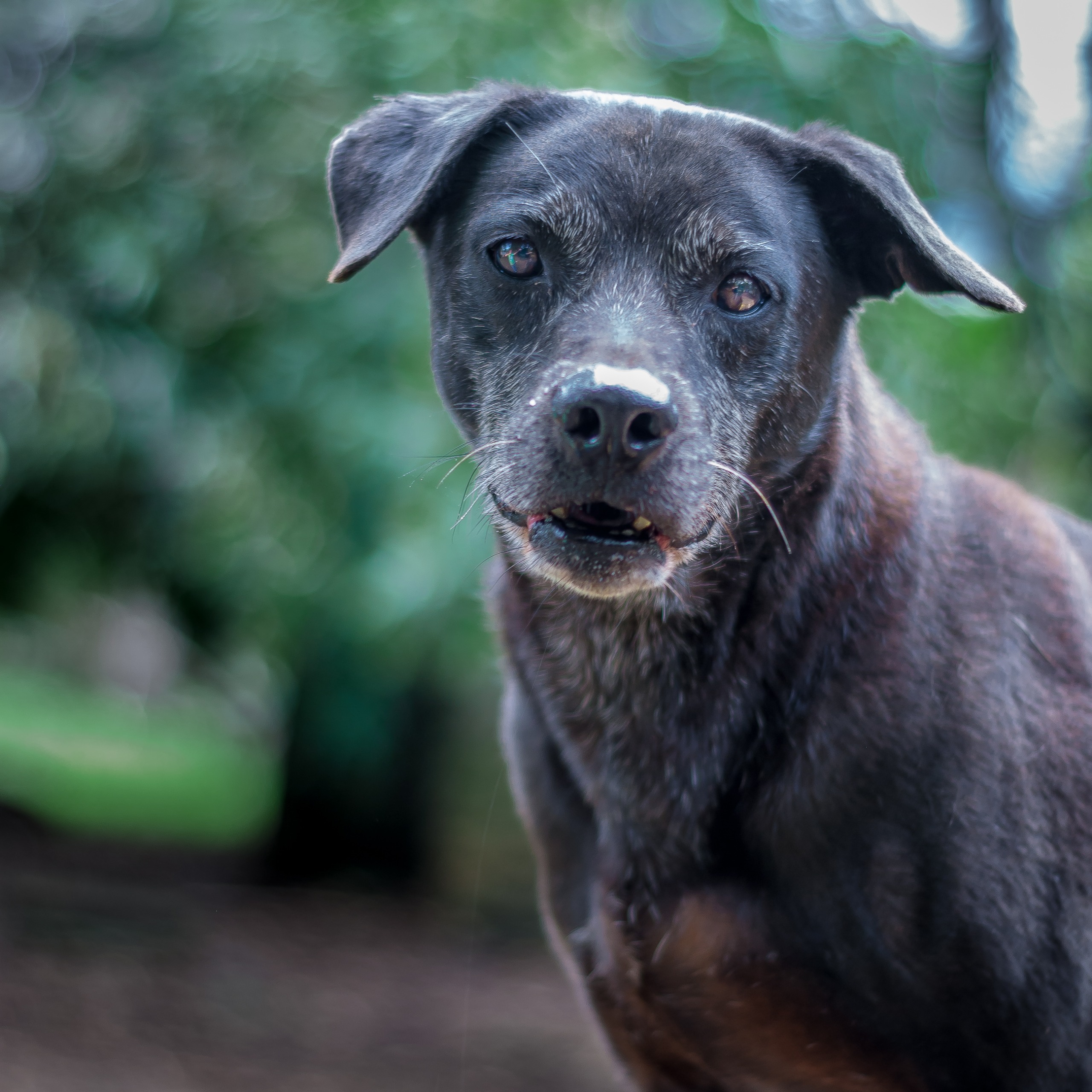 Bonito - Fundación Paraíso de la Mascota