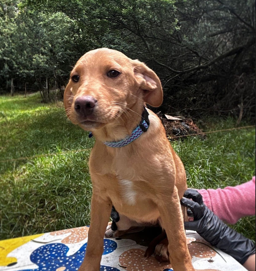 Canela - Fundación Criollos de la Montaña