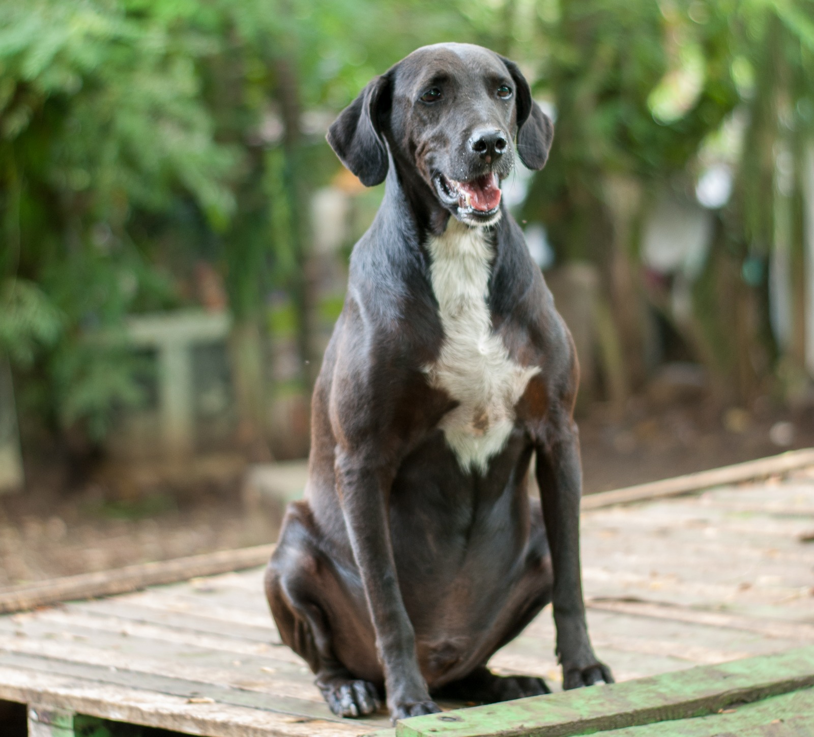 Chester - Fundación Paraíso de la Mascota