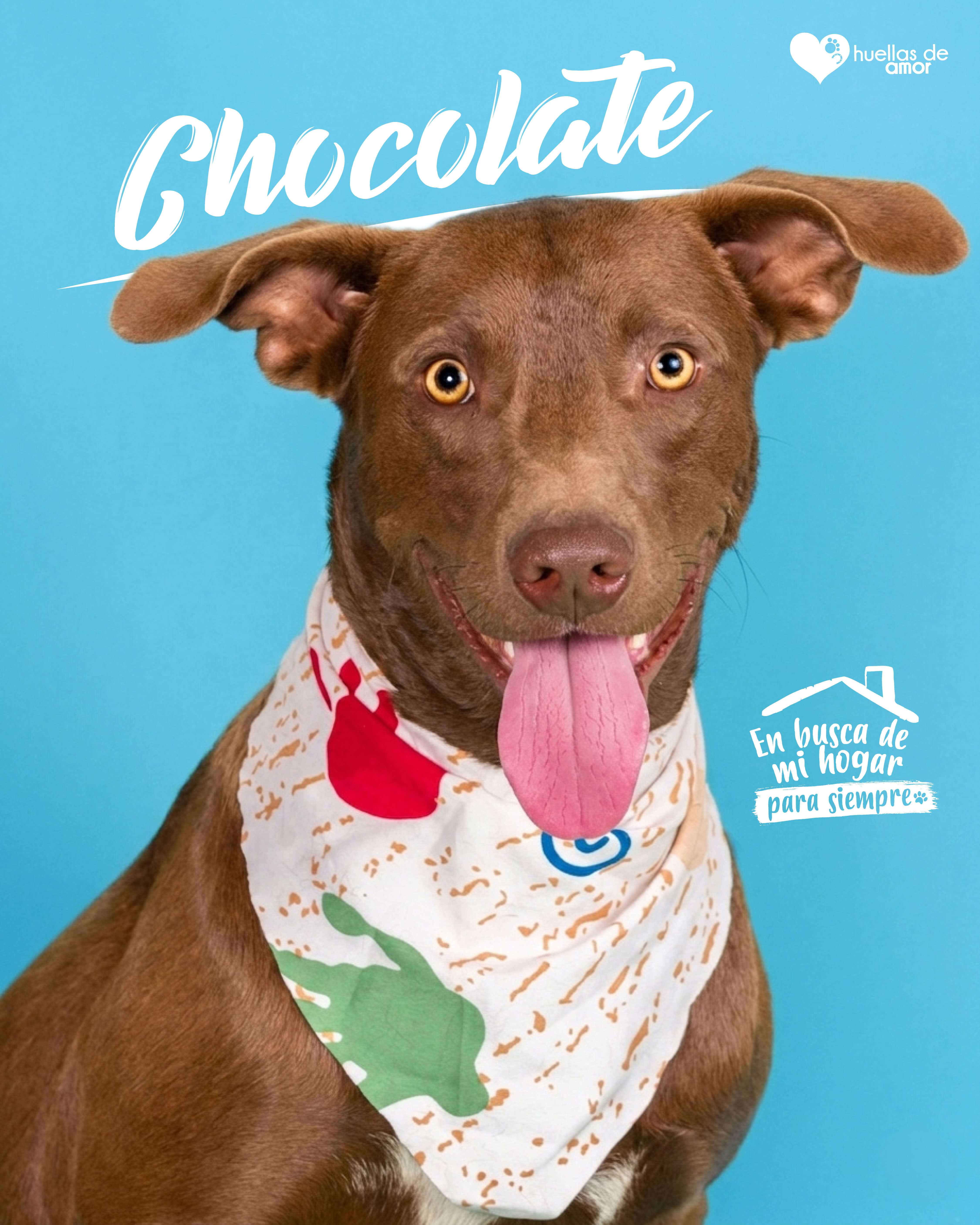 Chocolate - Asociación Huellas De Amor Eje Cafetero