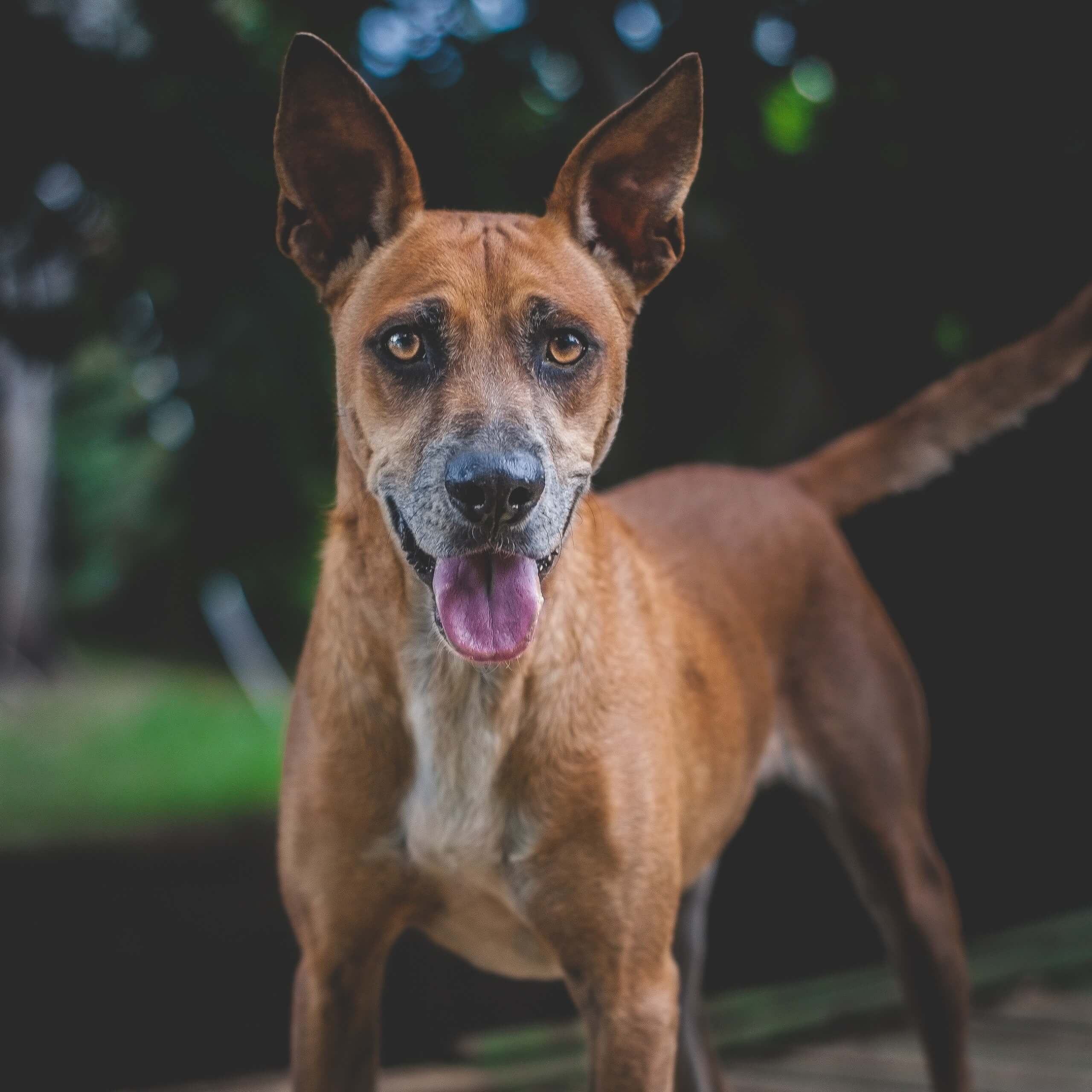 Coki - Fundación Paraíso de la Mascota