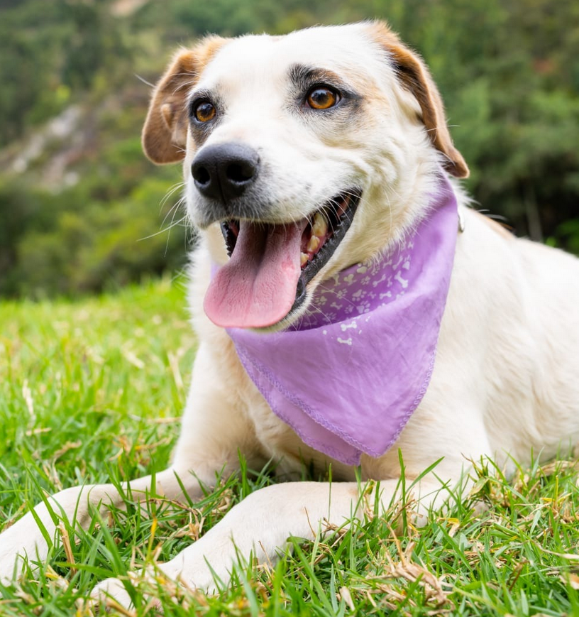 Cristal - Fundación Criollos de la Montaña