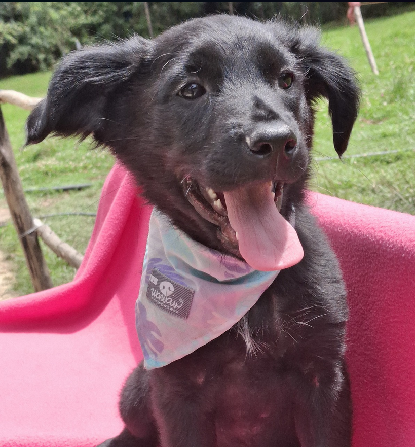 Dulce - Fundación Criollos de la Montaña