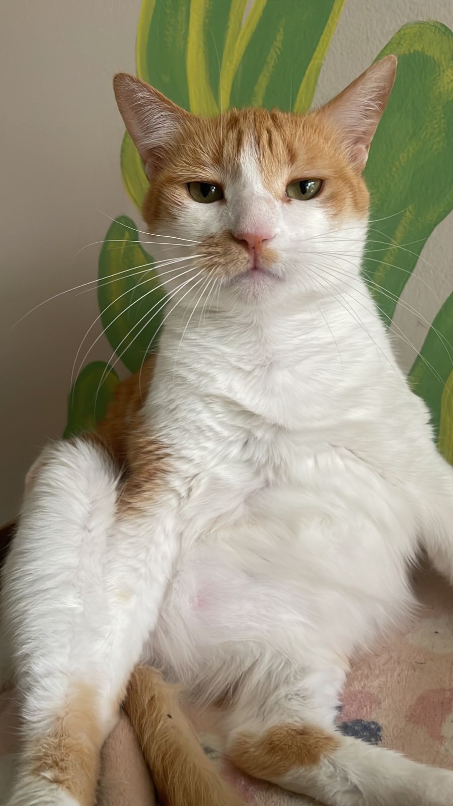 Gabriela - Fundación Catmanía Colombia