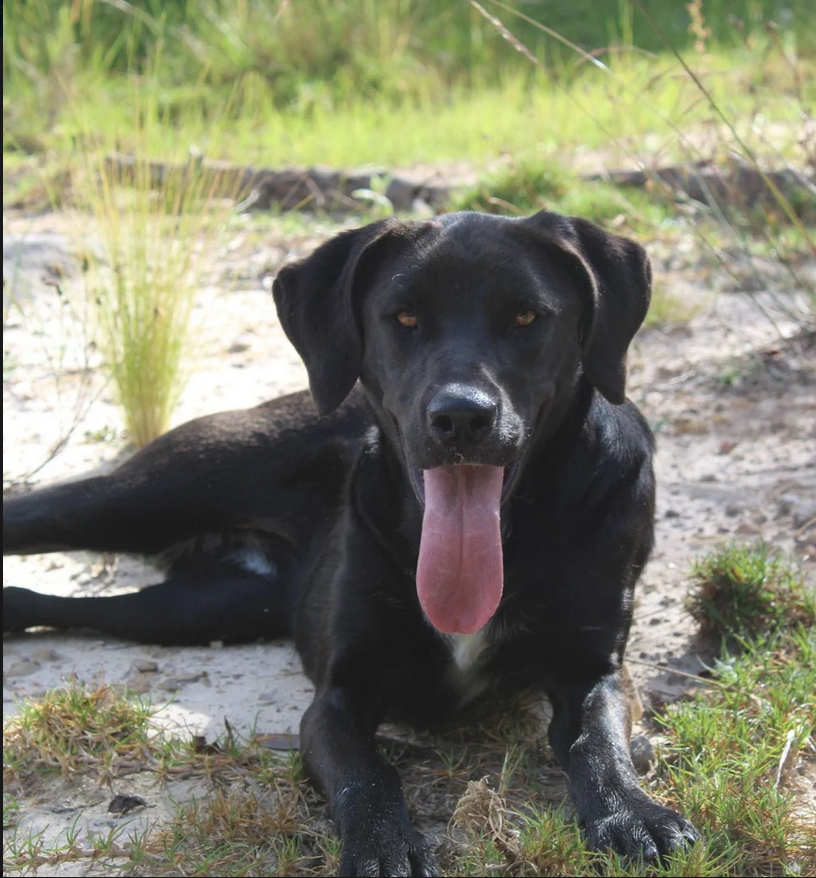 Genova - Fundación Criollos de la Montaña