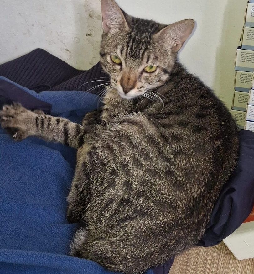 Gordo - Fundación Criollos de la Montaña