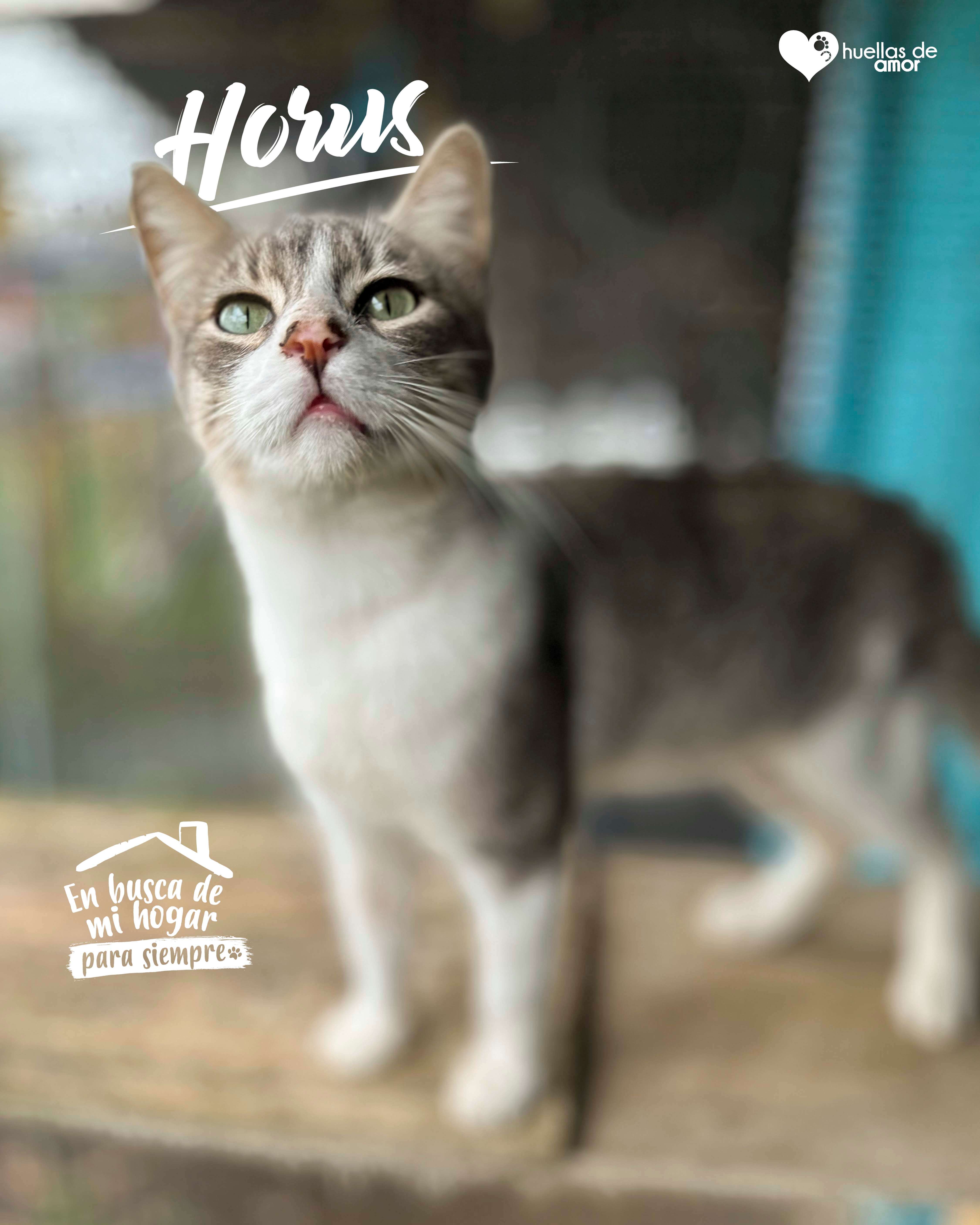 Horus - Asociación Huellas De Amor Eje Cafetero