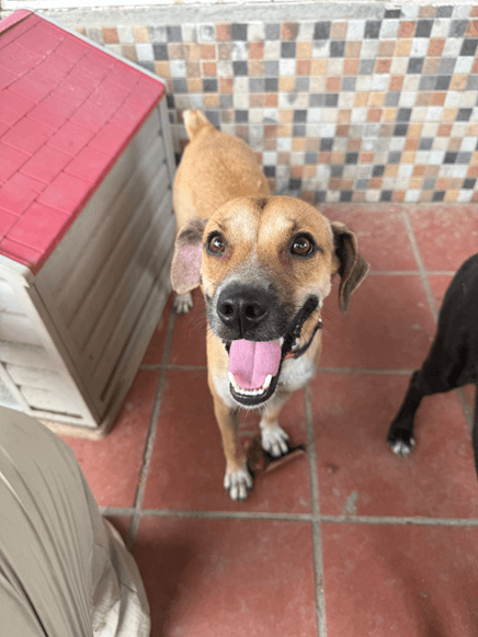 Joaquin - Fundación Isla Animal