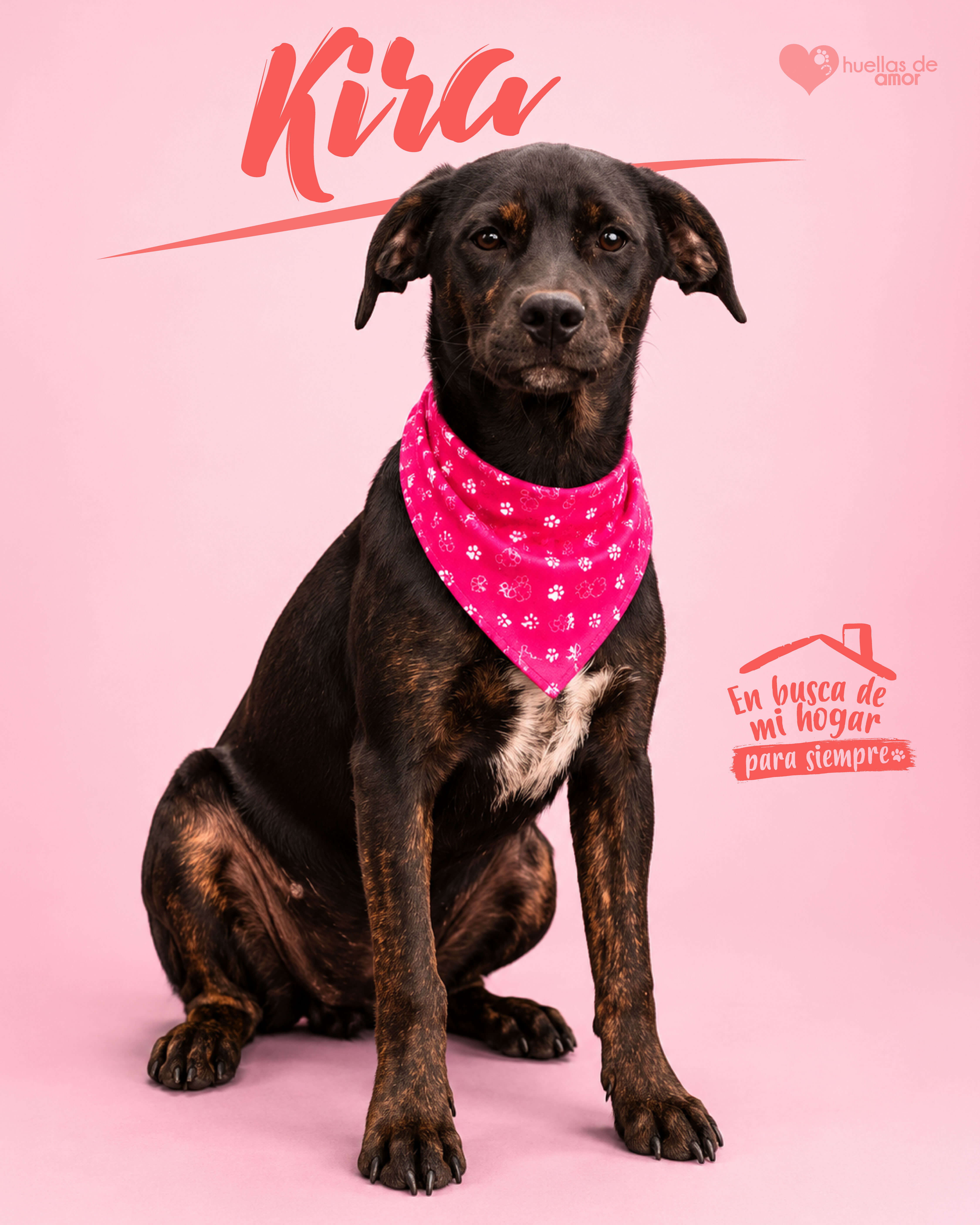 Kira - Asociación Huellas De Amor Eje Cafetero