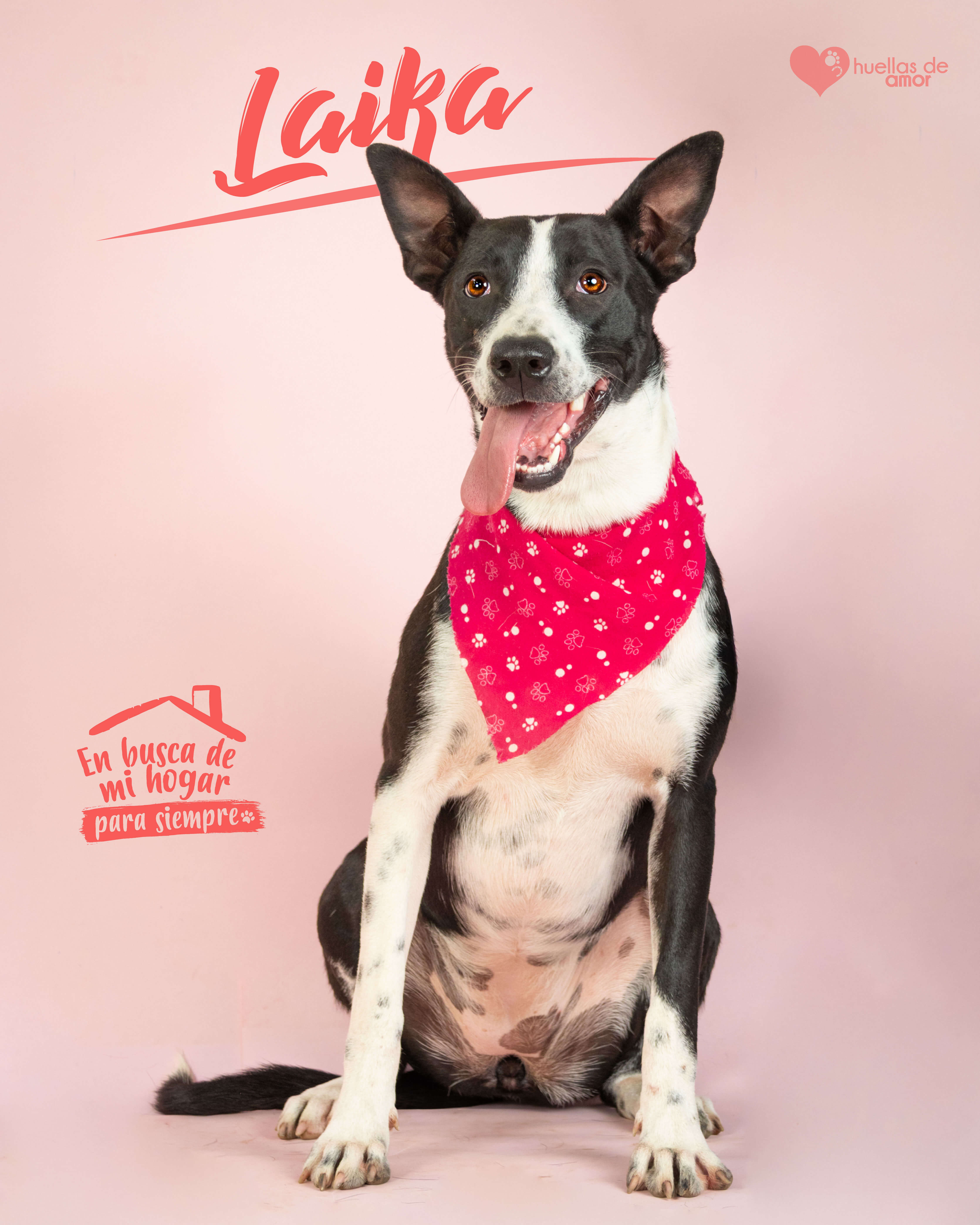 Laika - Asociación Huellas De Amor Eje Cafetero