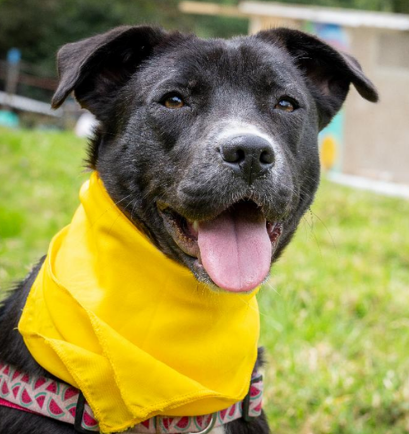 Lilo - Fundación Criollos de la Montaña