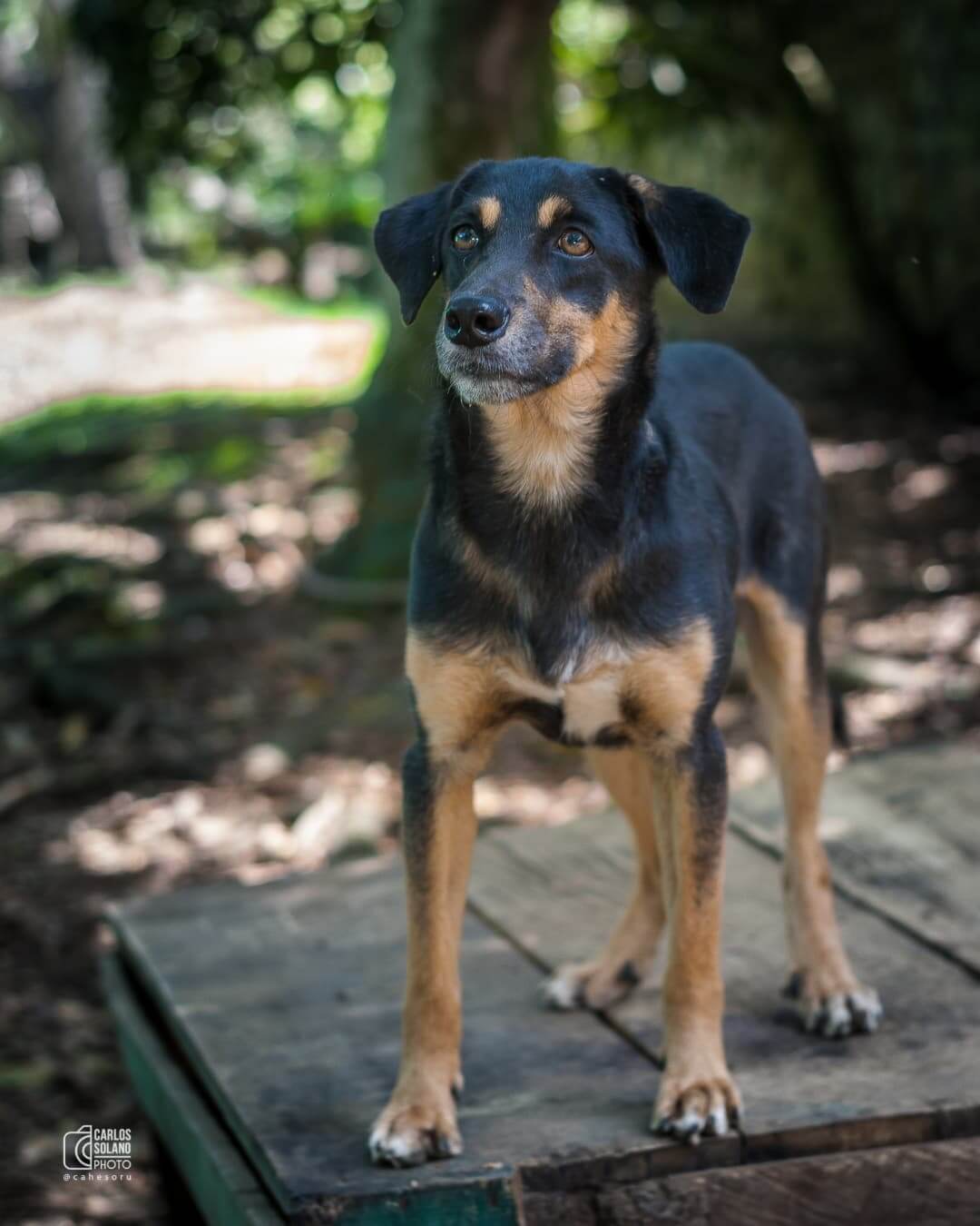 Lucas - Fundación Paraíso de la Mascota
