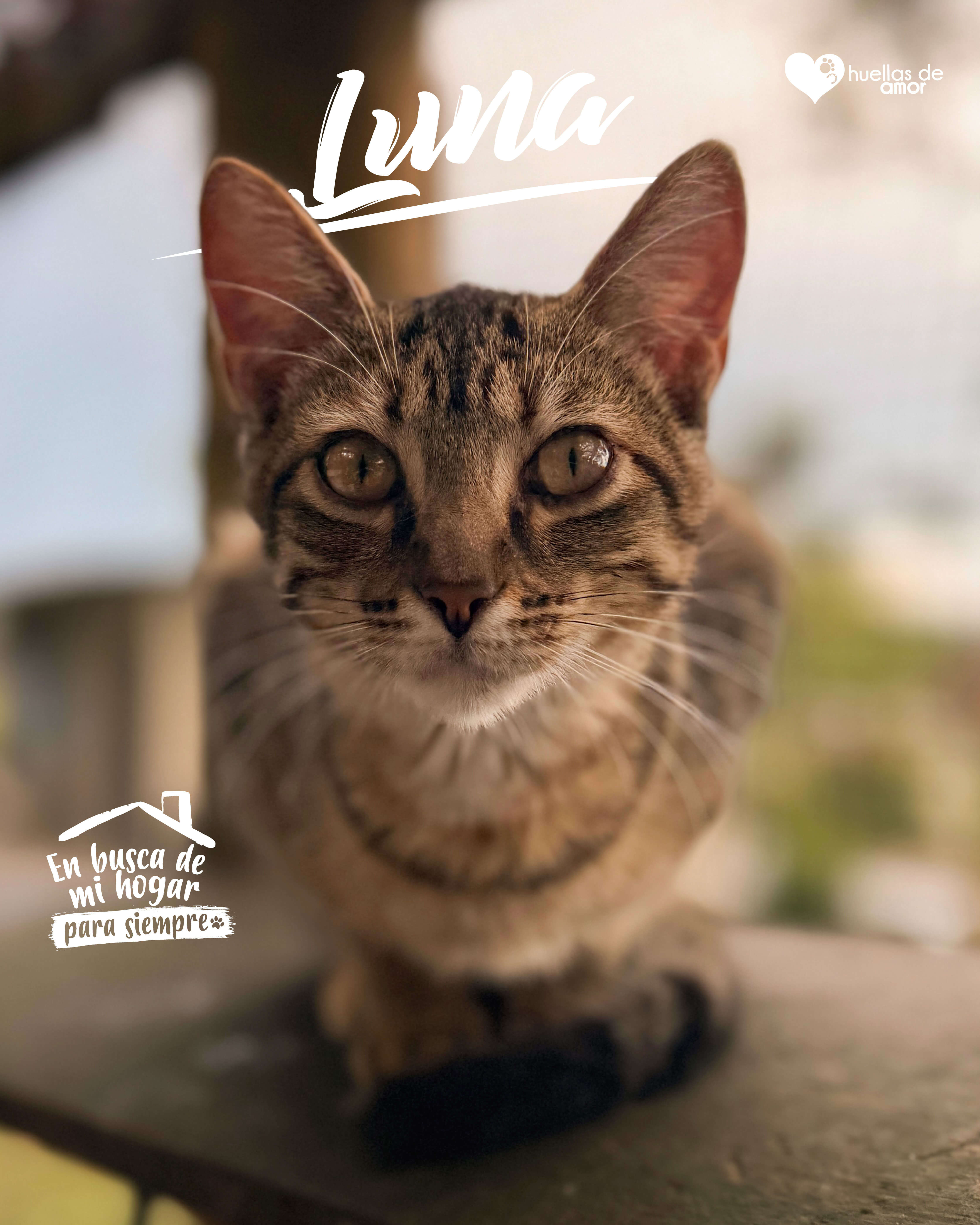 Luna - Asociación Huellas De Amor Eje Cafetero