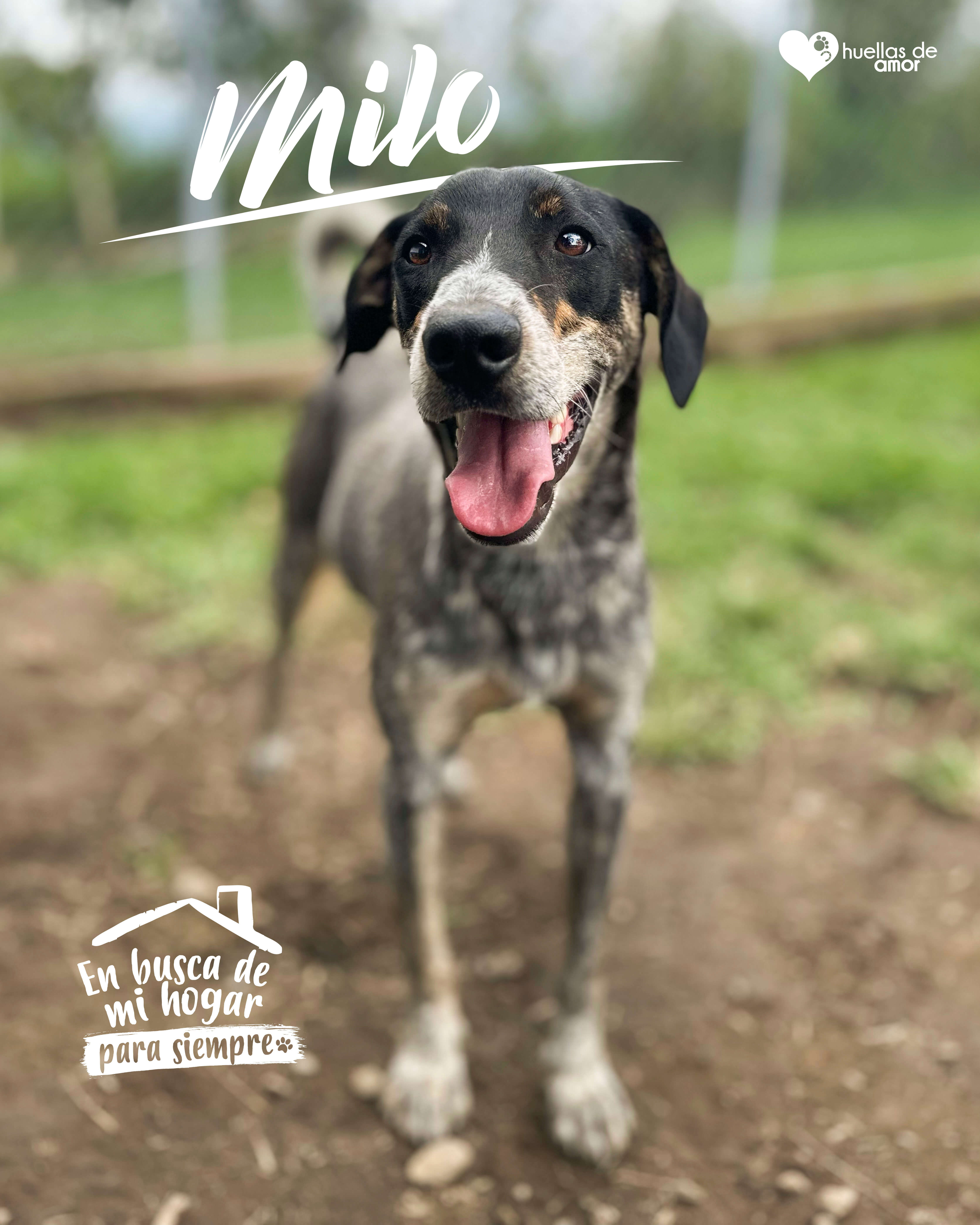 Milo - Asociación Huellas De Amor Eje Cafetero