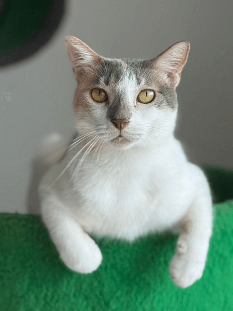 Mulata - Fundación Isla Animal