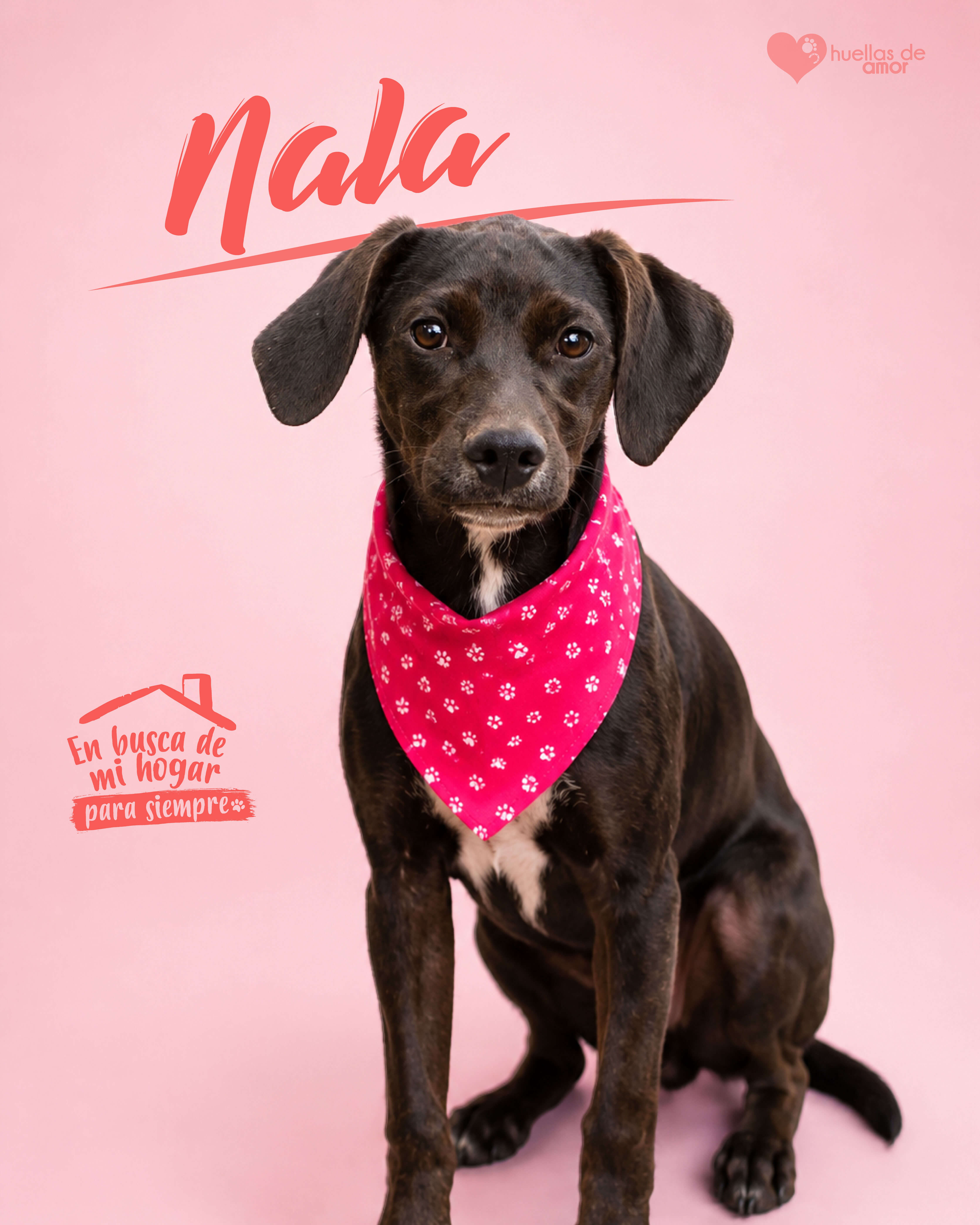 Nala - Asociación Huellas De Amor Eje Cafetero