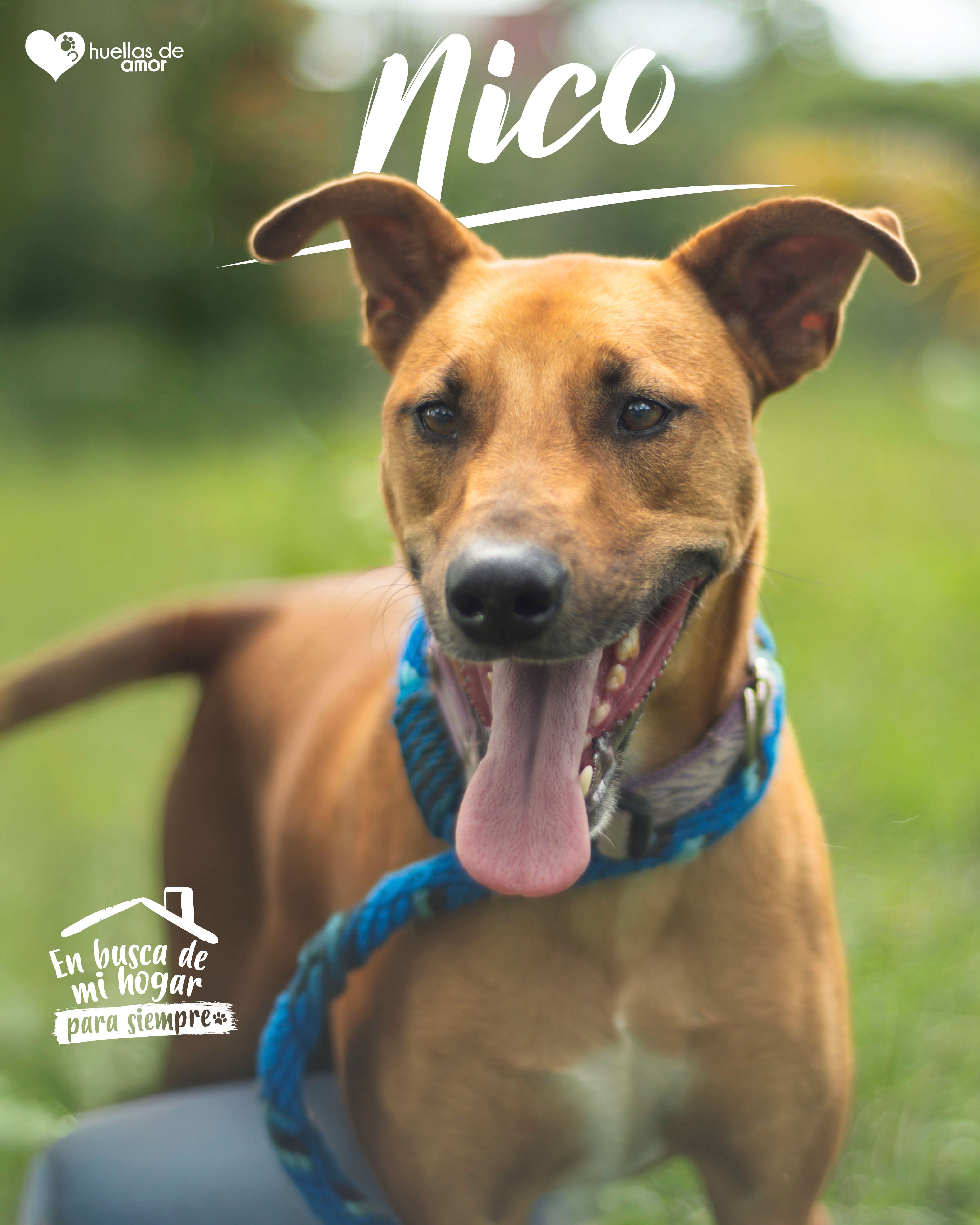 Nico - Asociación Huellas De Amor Eje Cafetero