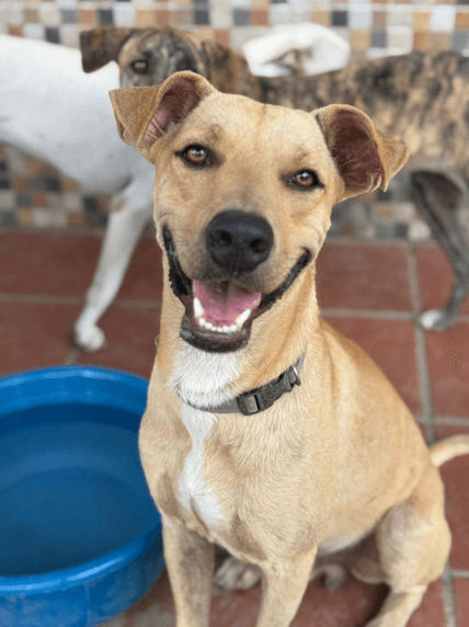 Nugget - Fundación Isla Animal