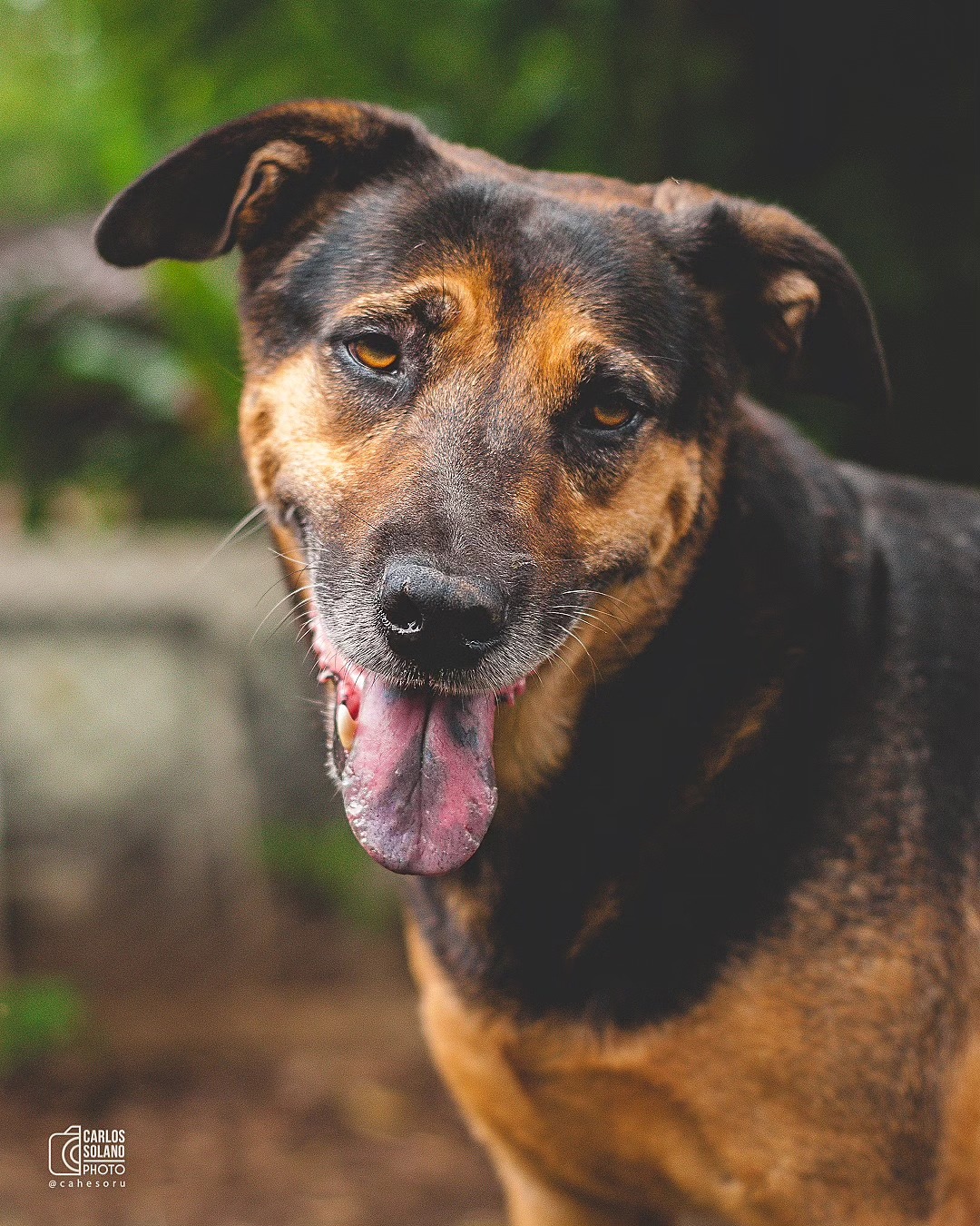 Poker - Fundación Paraíso de la Mascota