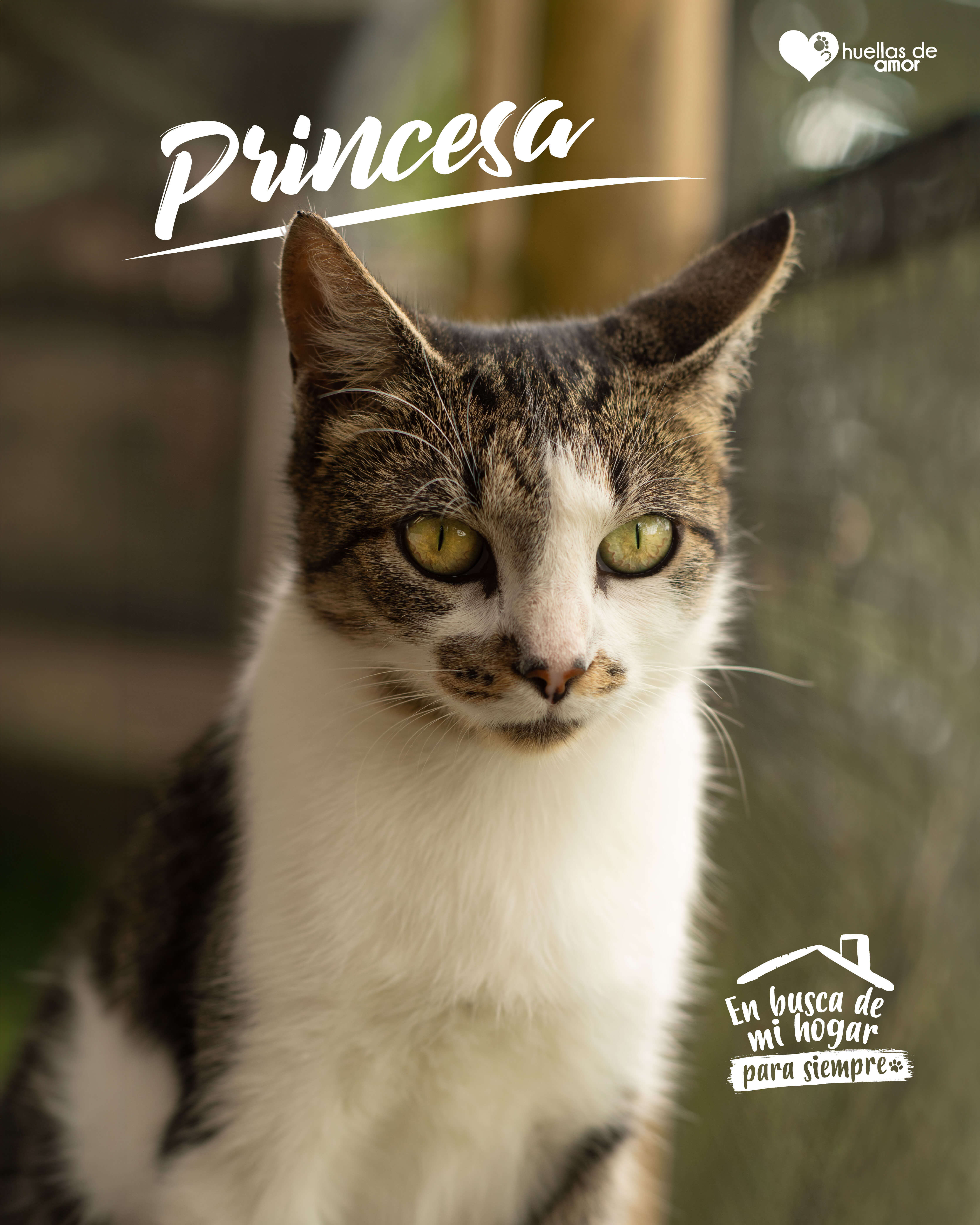 Princesa - Asociación Huellas De Amor Eje Cafetero