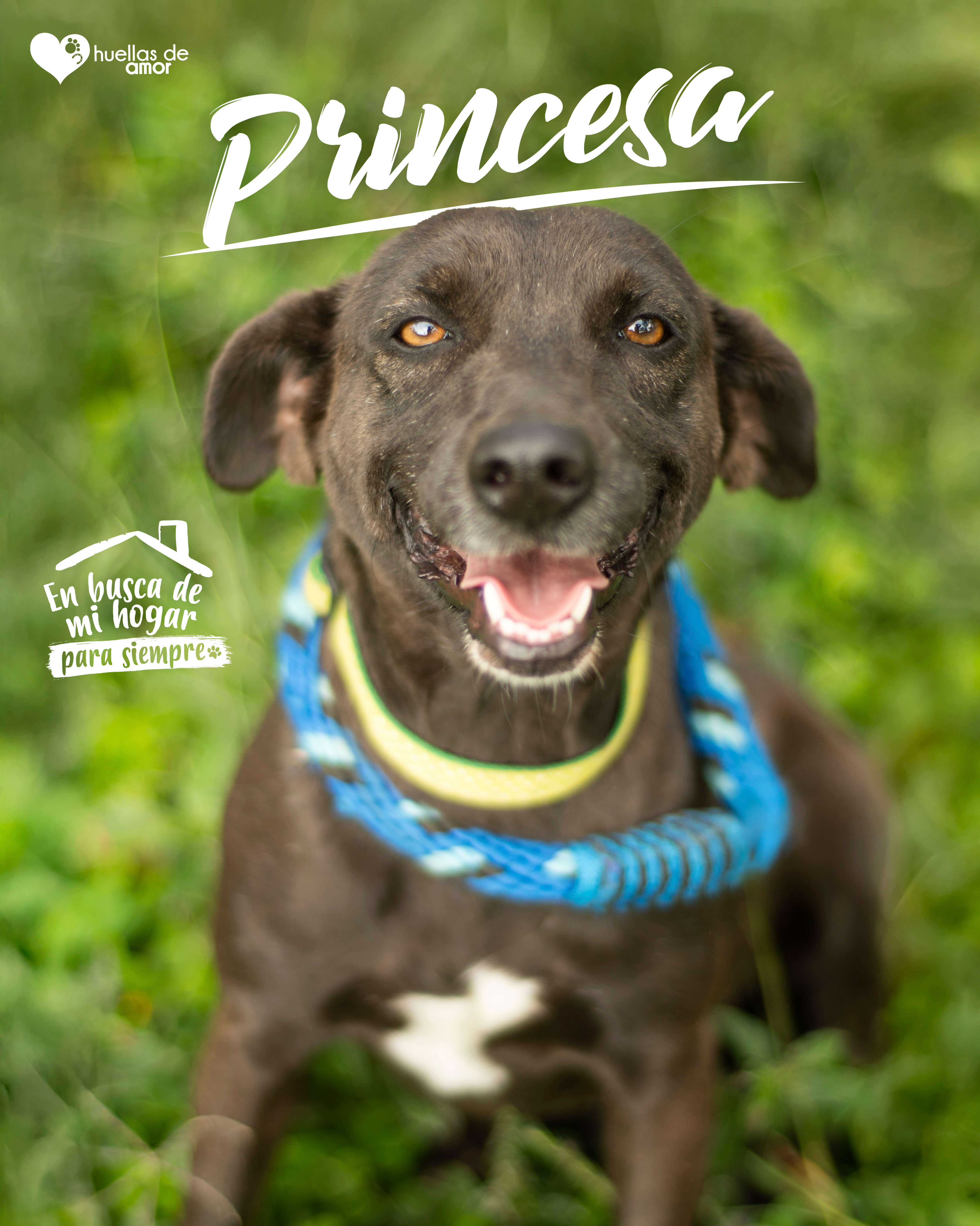 Princesa - Asociación Huellas De Amor Eje Cafetero